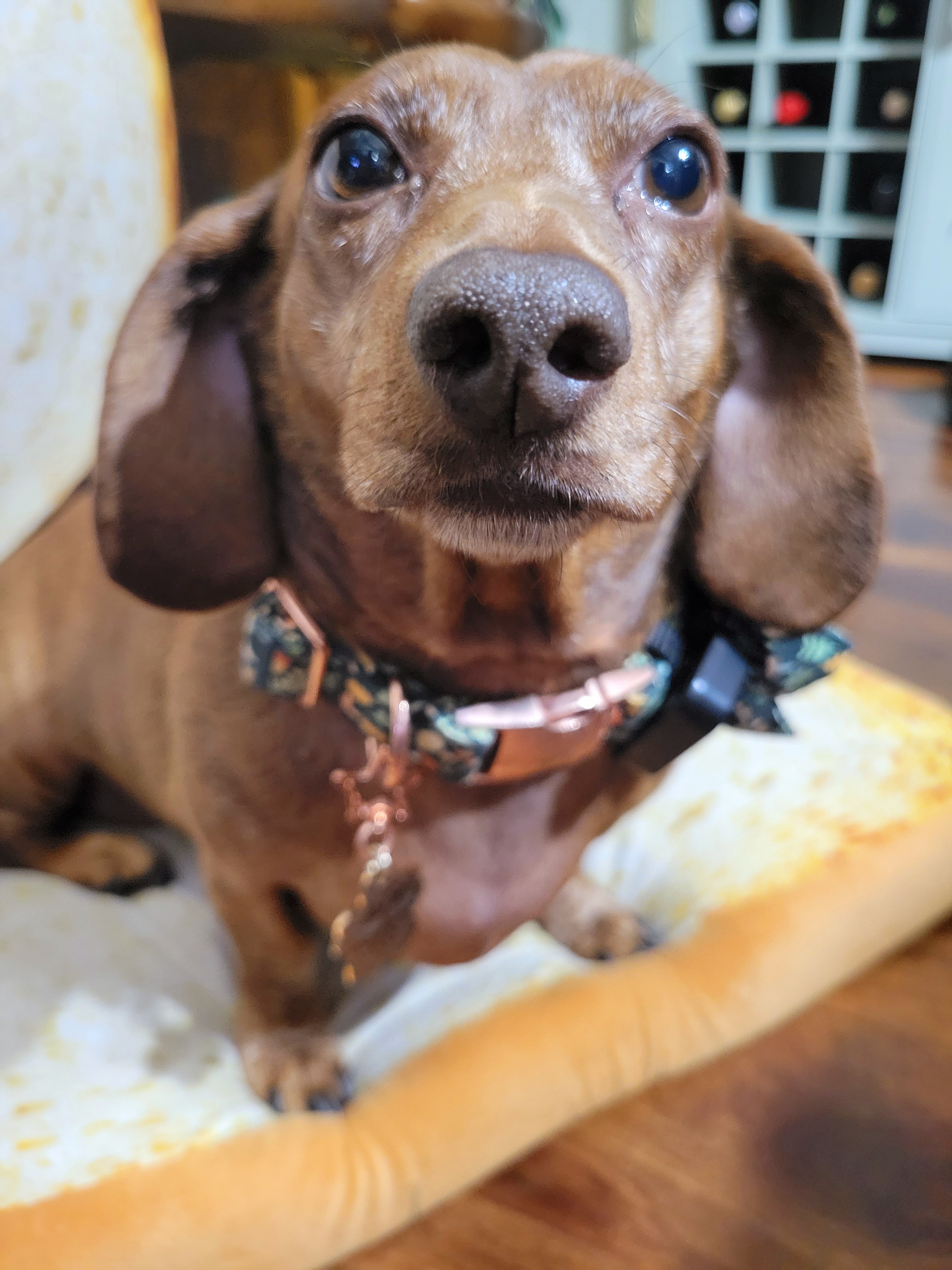 Meet My Pup Tiger Lilly: A Snapshot of Joy