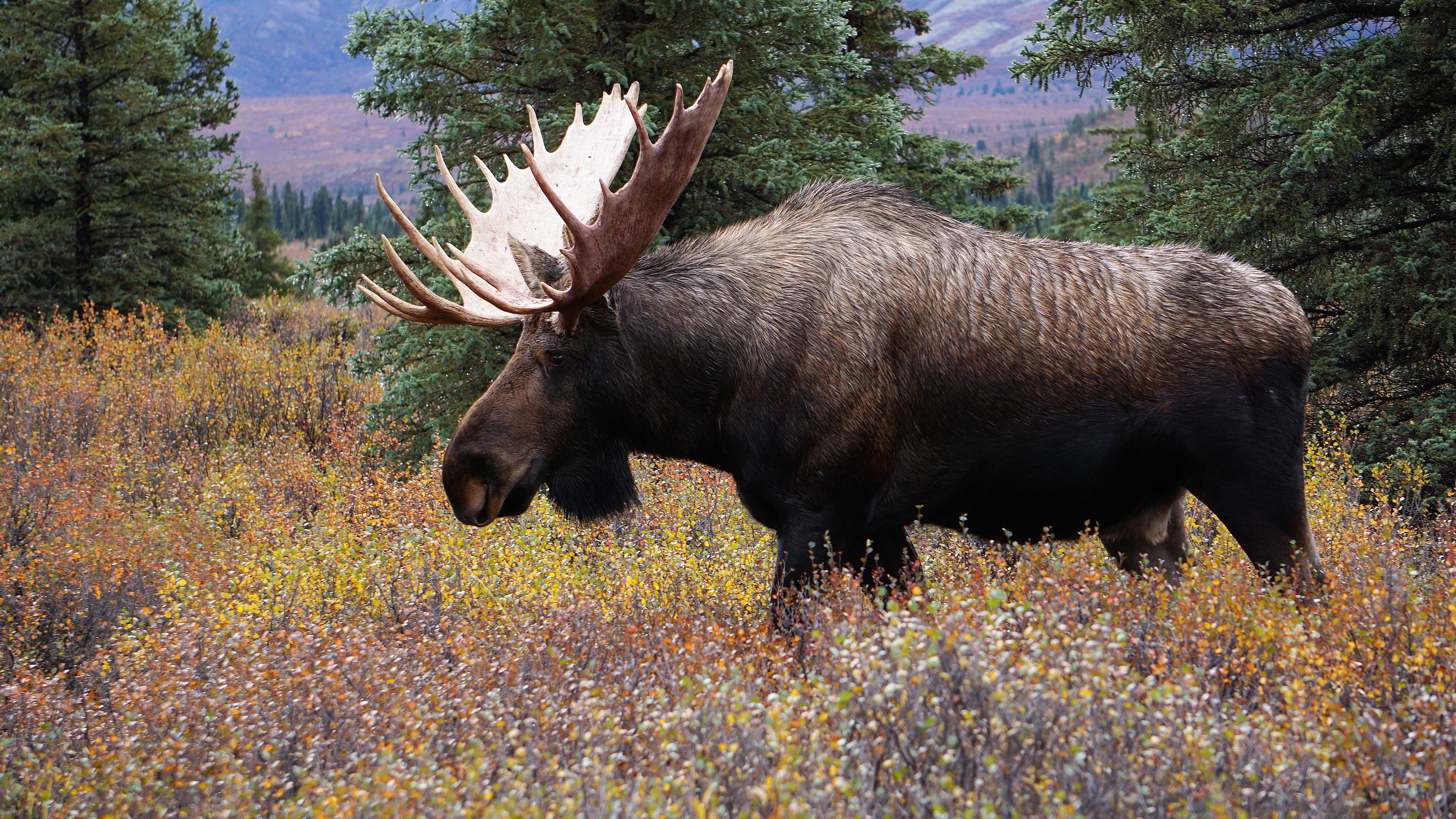 Don't underestimate the power of a moose