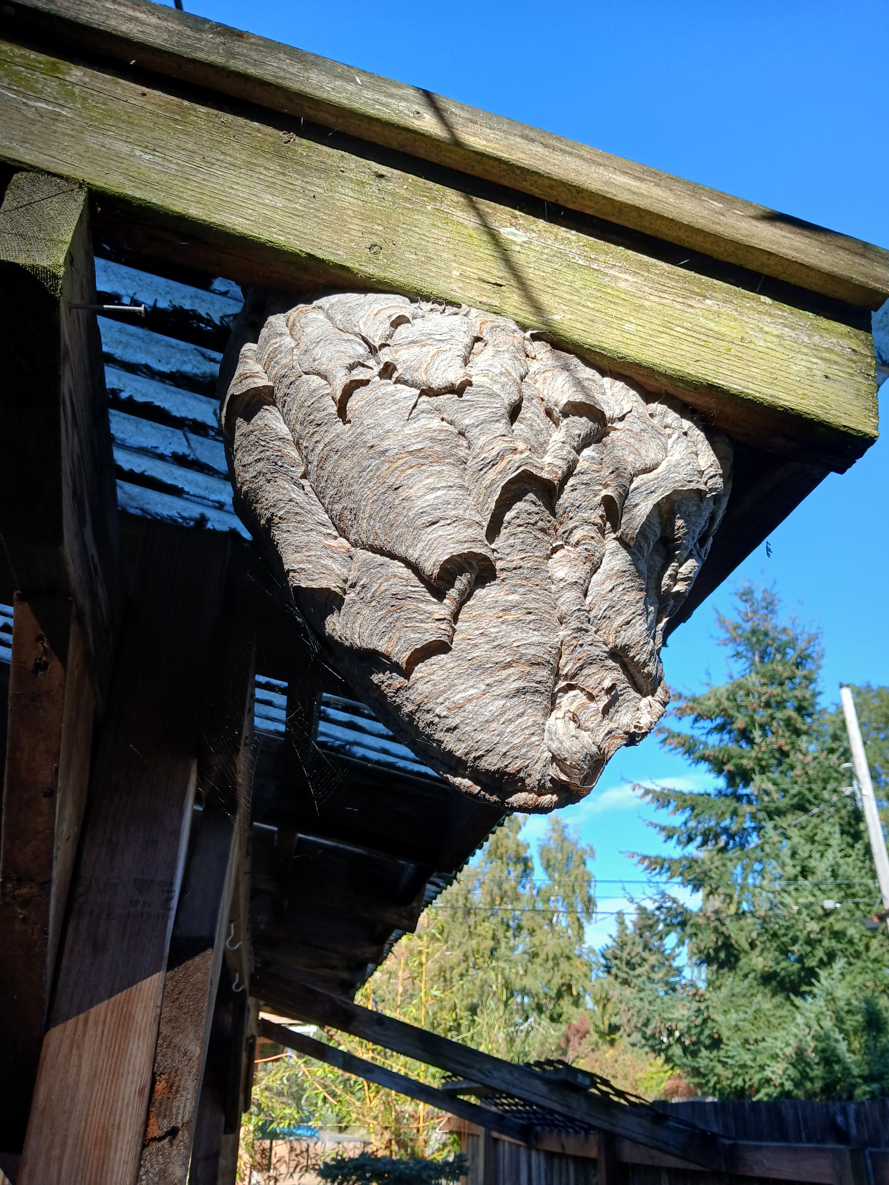Three Years of a Bald-Faced Hornet Nest in My Yard