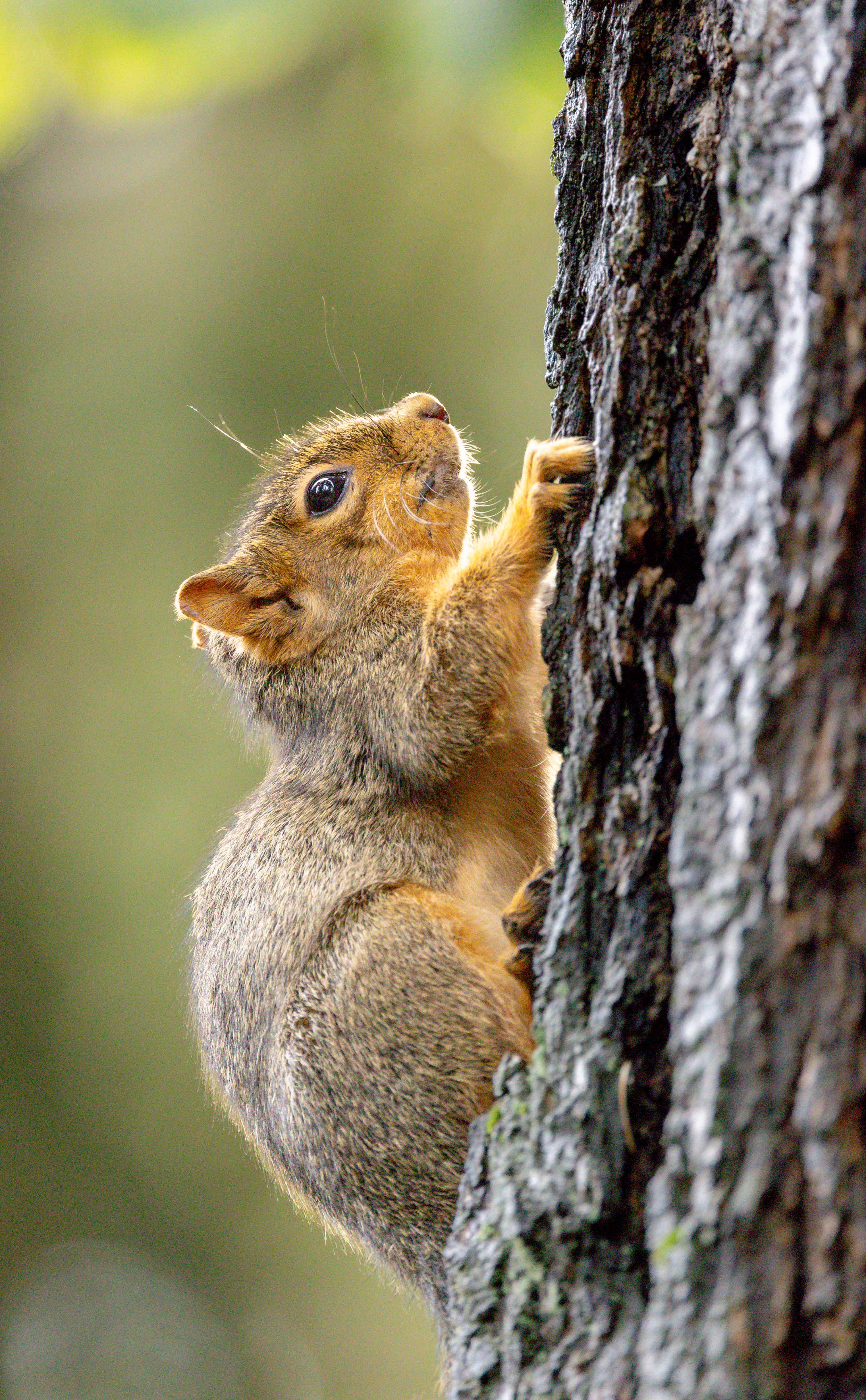 Meet Pearl, the Adorable Daughter of Earl the Squirrel