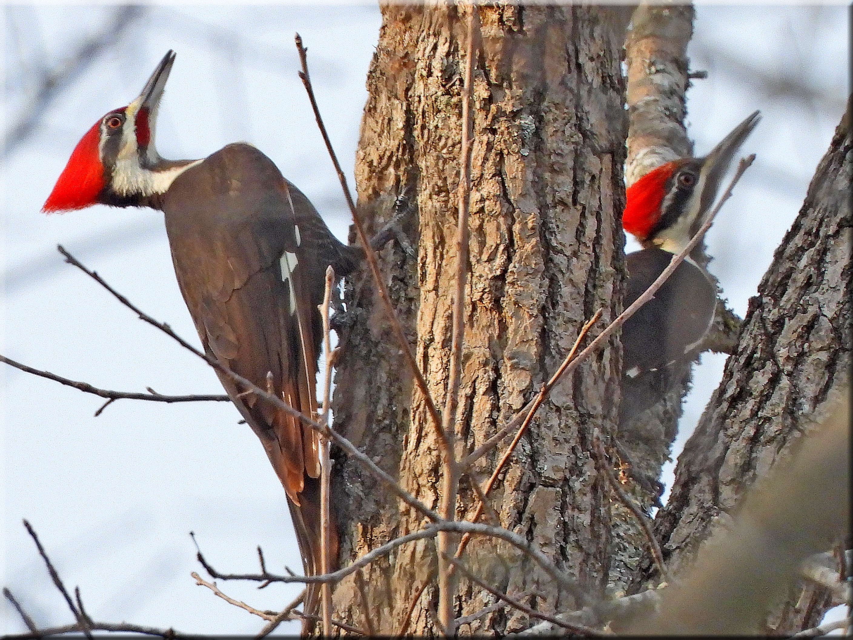 Meet the Male and Female Pileated Woodpeckers from Summerville, South Carolina