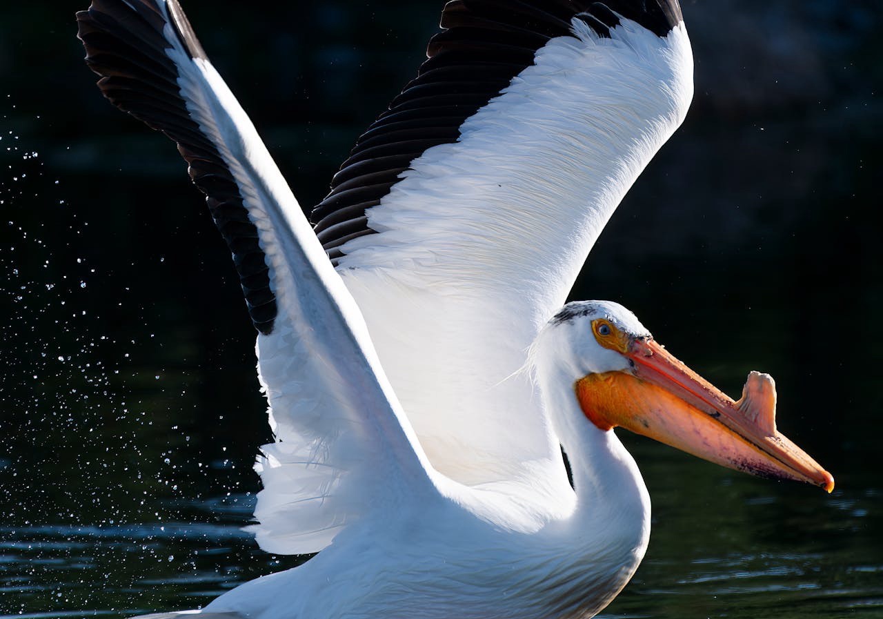 Check out this stunning pelican!