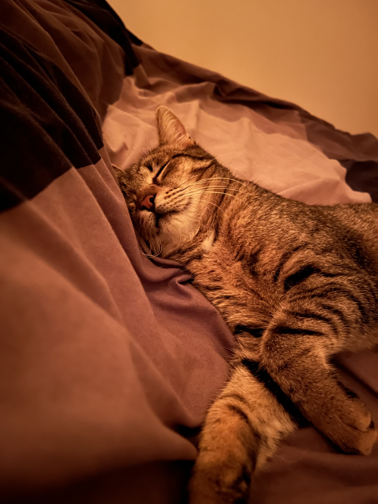 Meet the fierce Tiger Lana!