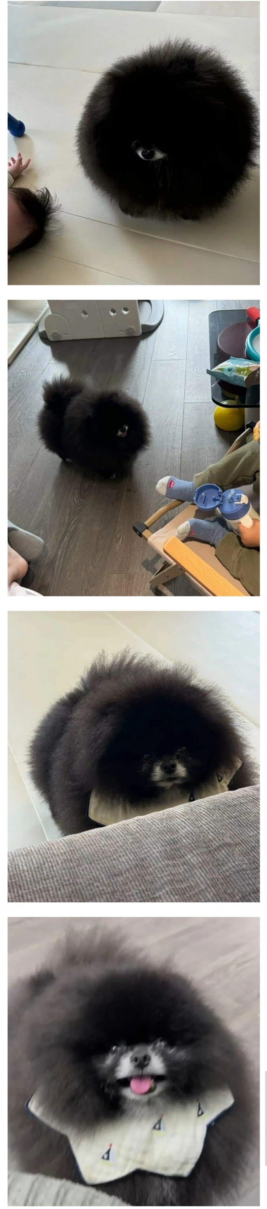 The Adorable One-Eyed Furball