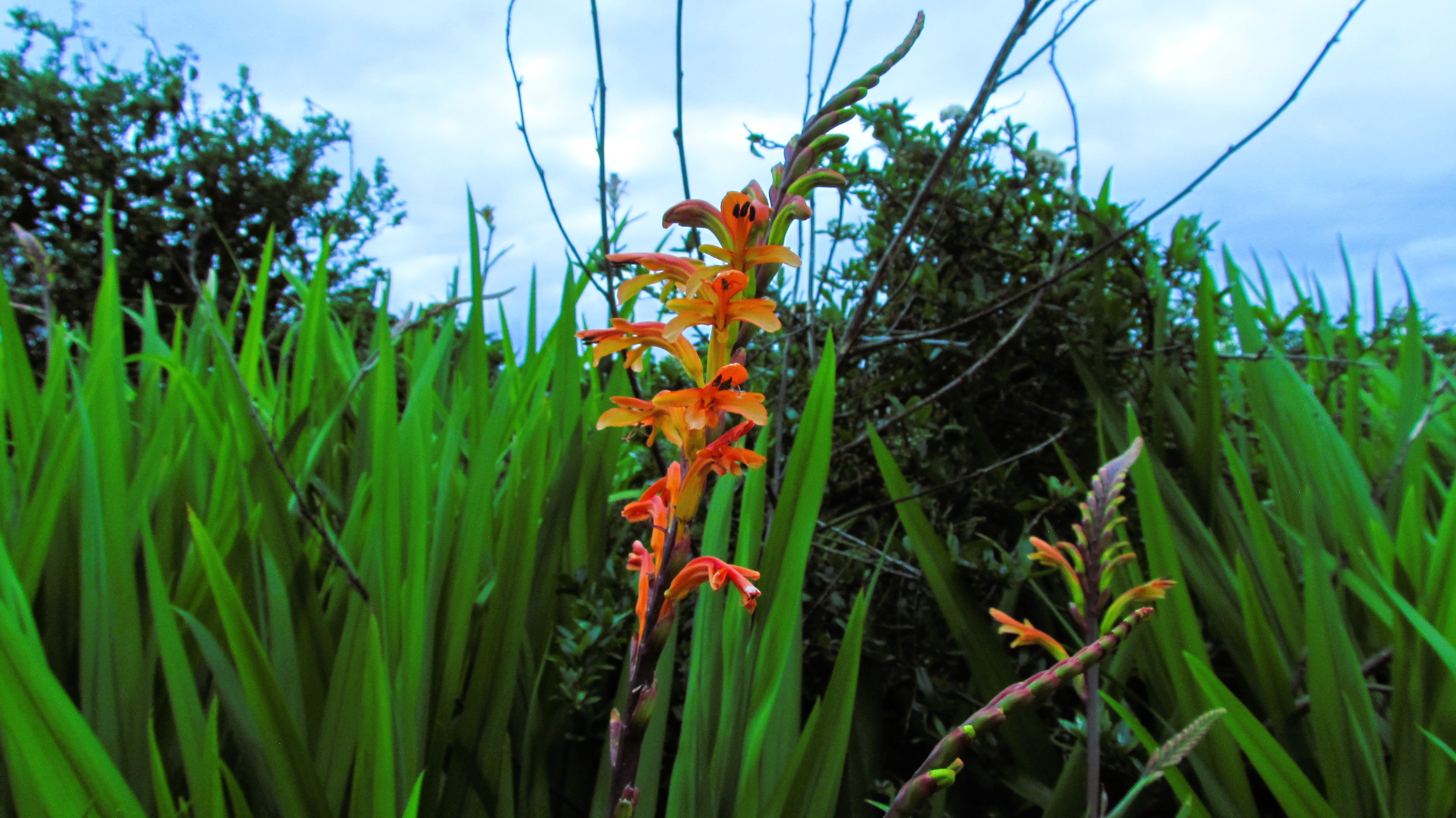 The Splendor of Floral Beauty: Nature's Artistry