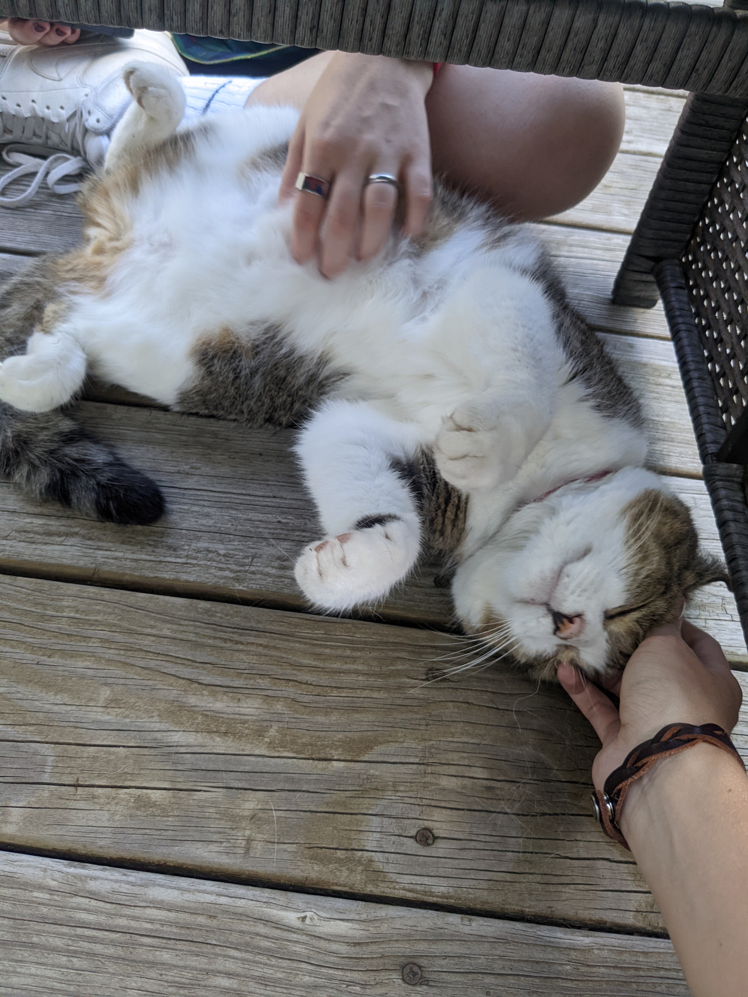 The Joy of Happy Belly Rubs