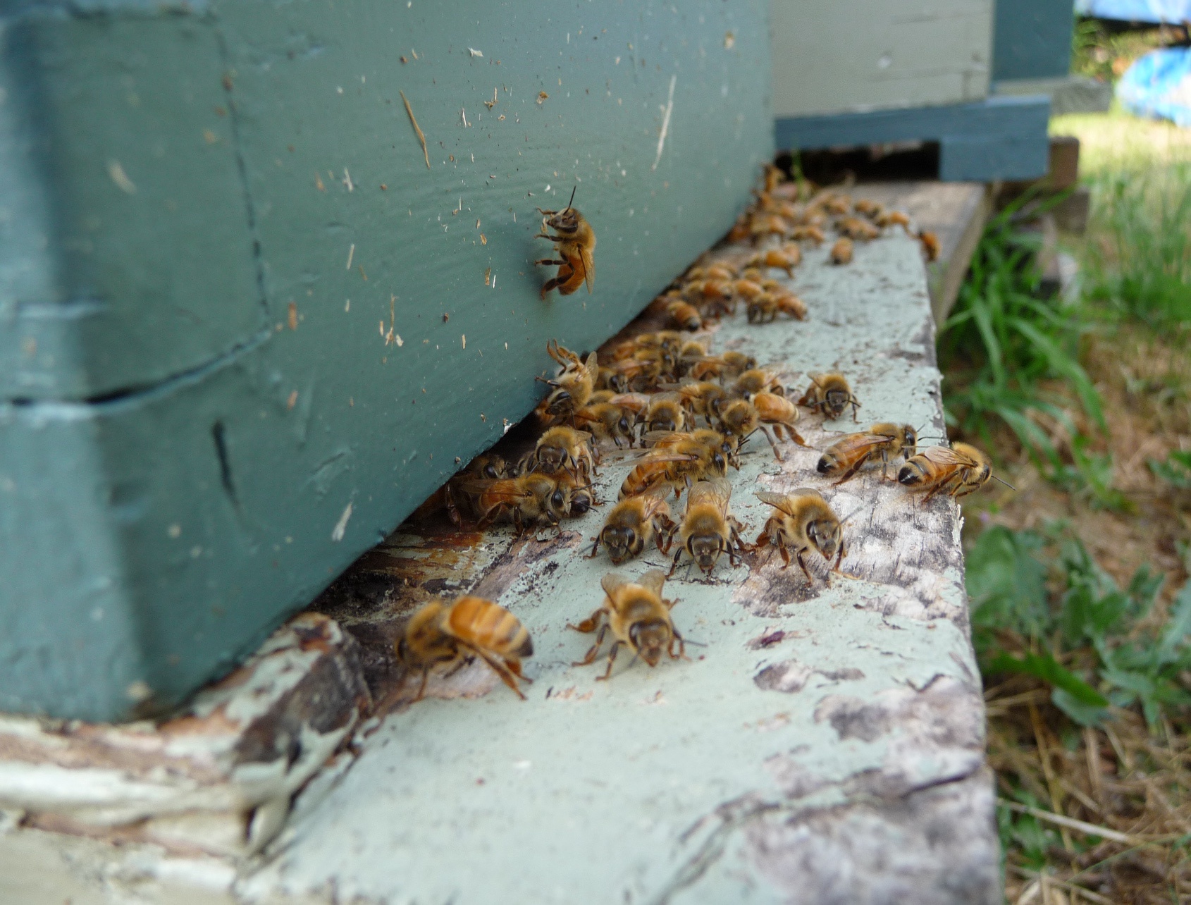 The Buzz About My Bees
