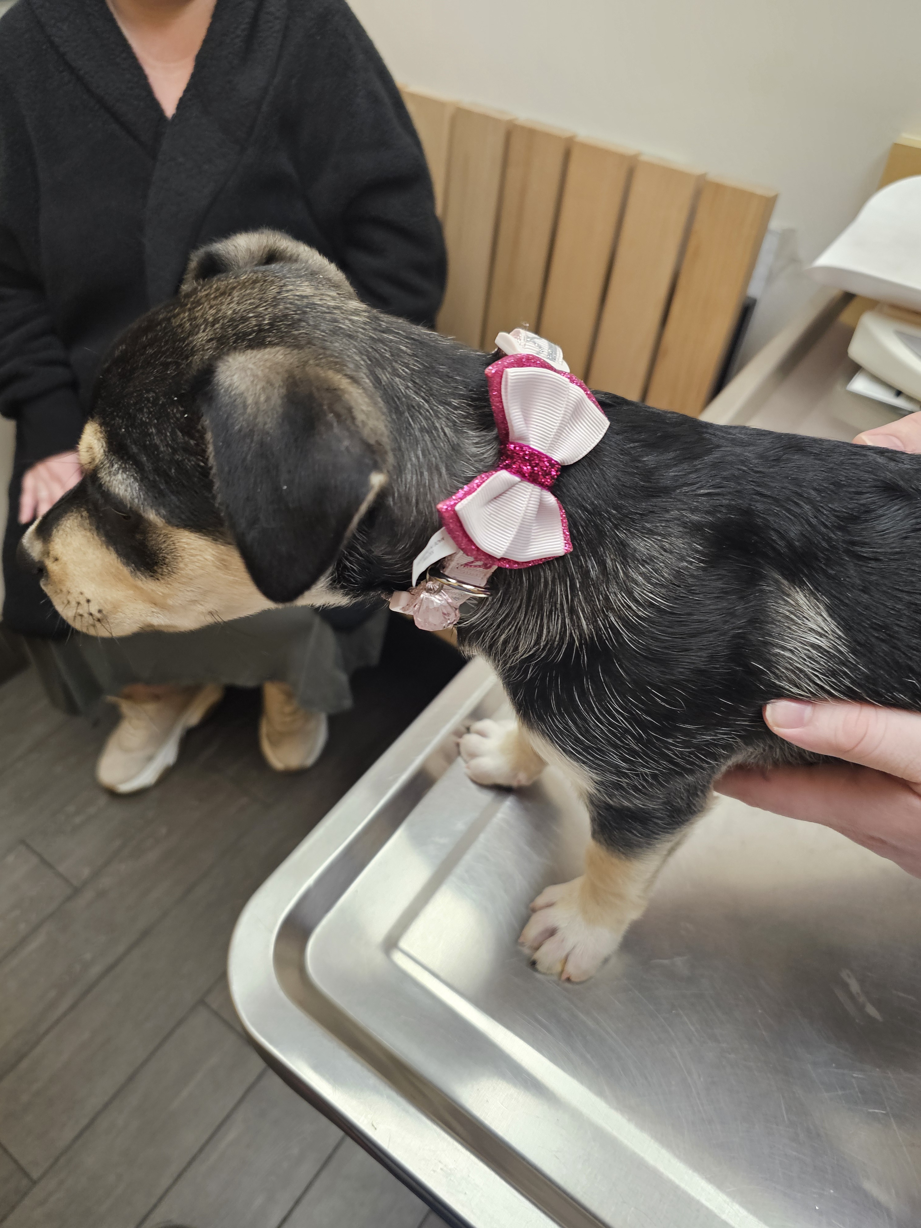 Introducing Daisy: The Star of the Show