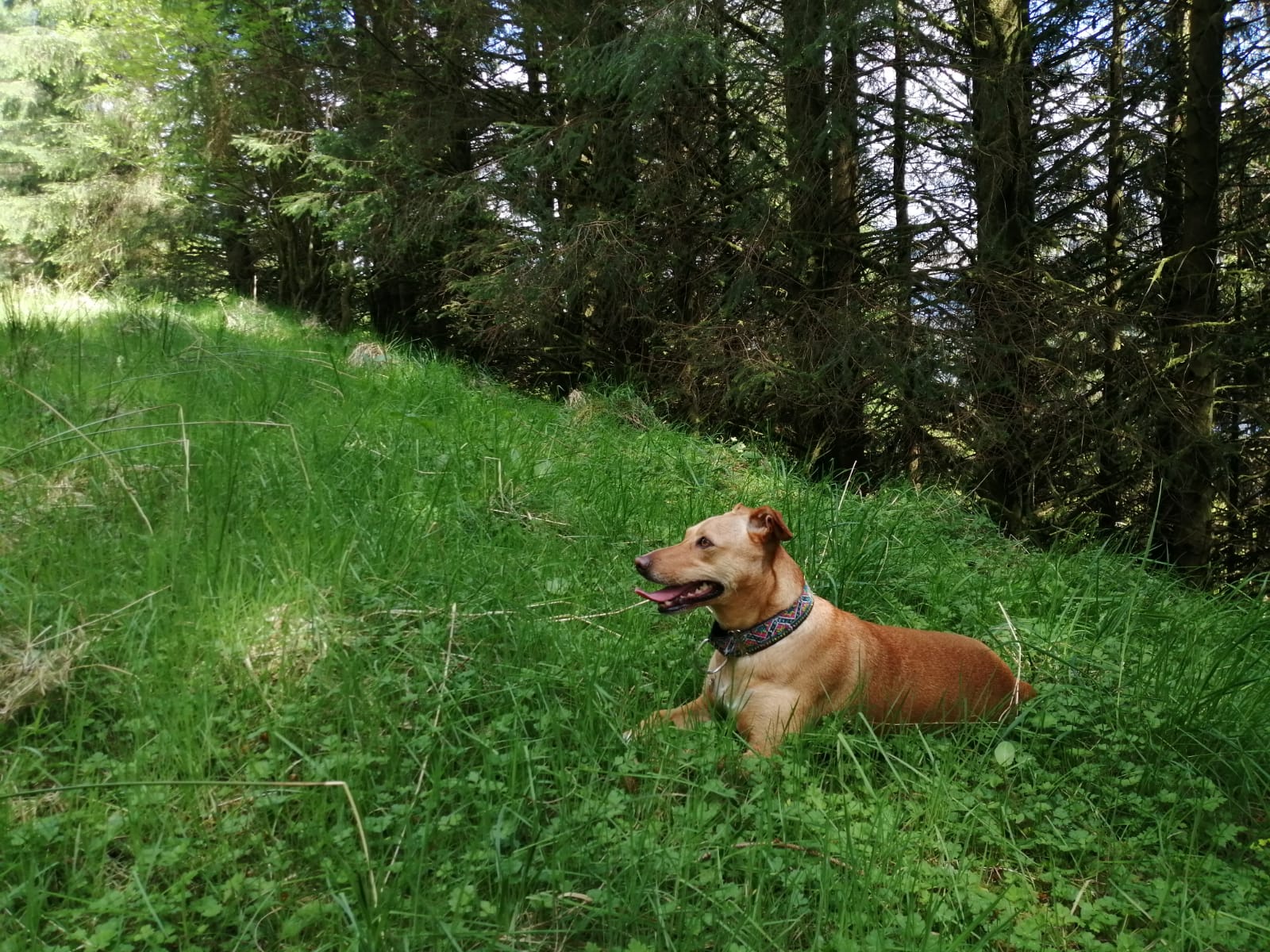 The beauty of grass in nature