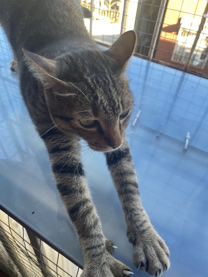 A Cat's Life: Always Entertaining