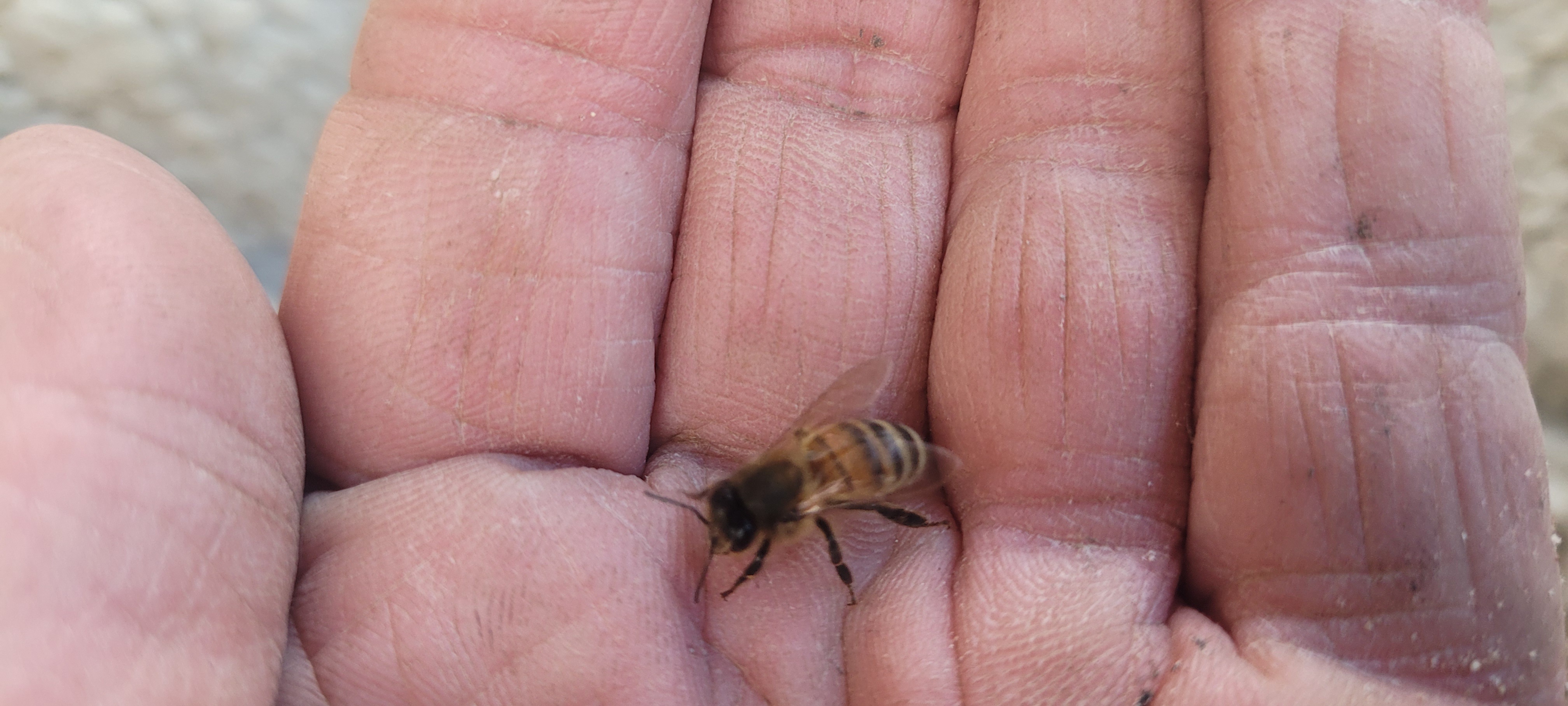 The Season's First Honey Bee Has Arrived!