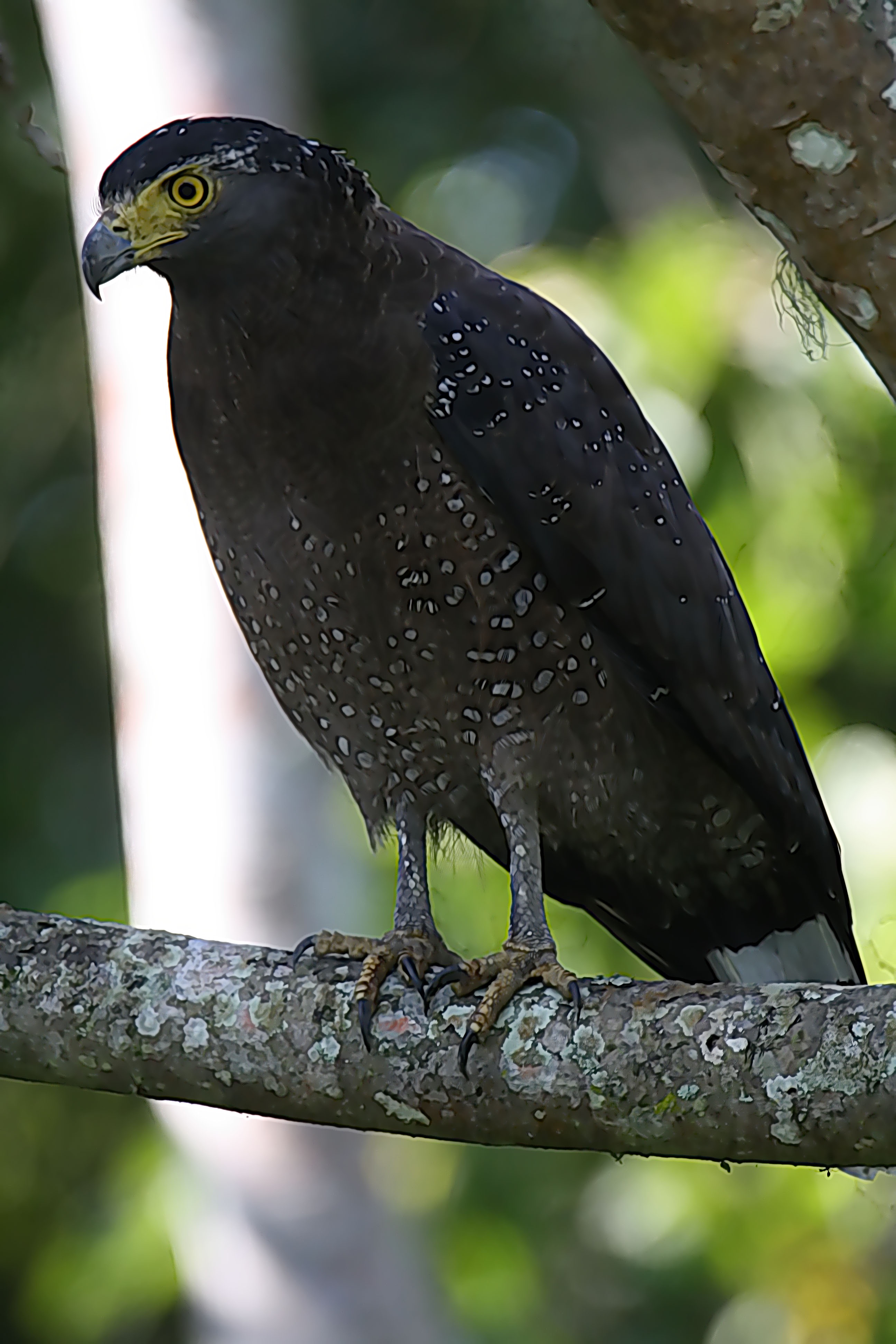 Spotlight on the Majestic Crested Serpent Eagle