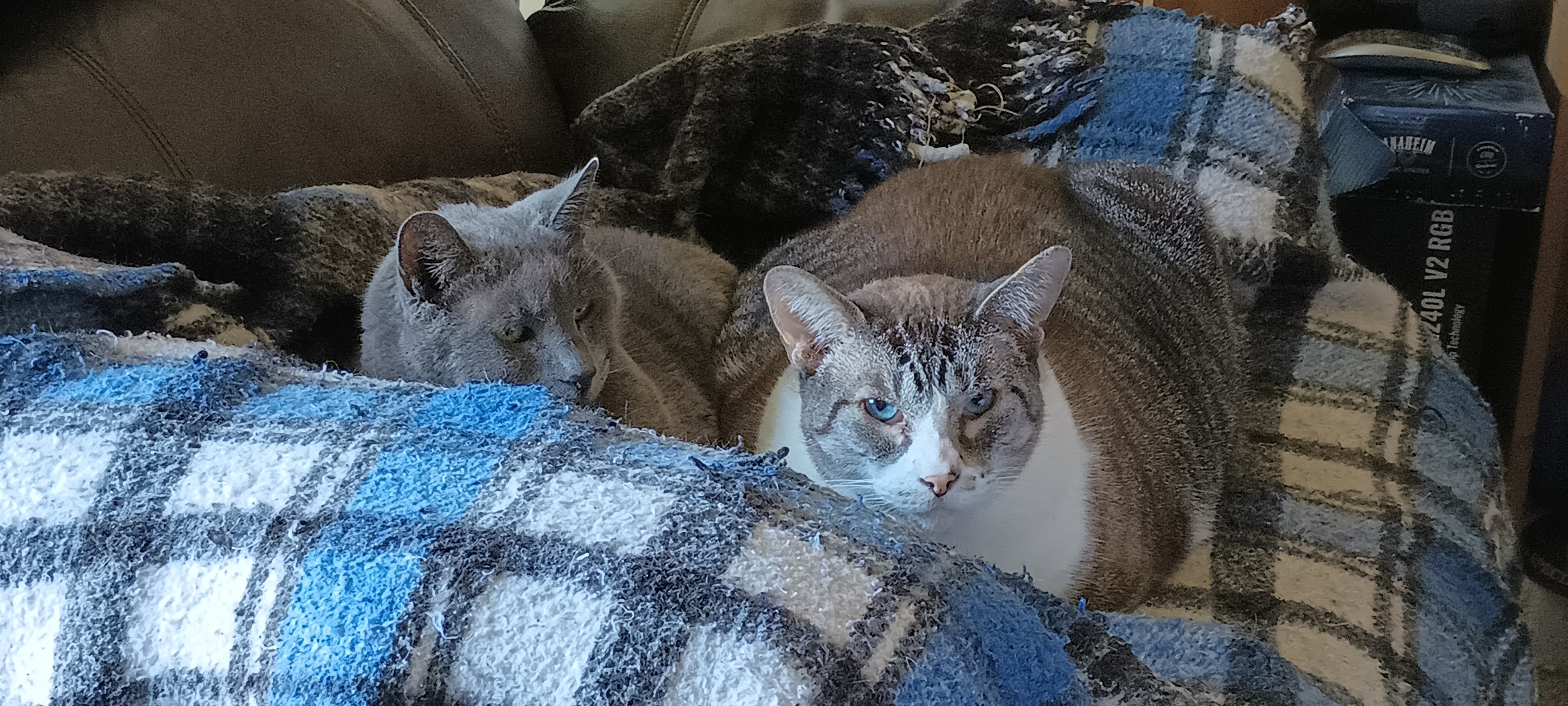 Cozy Up with a Shared Warm Blanket