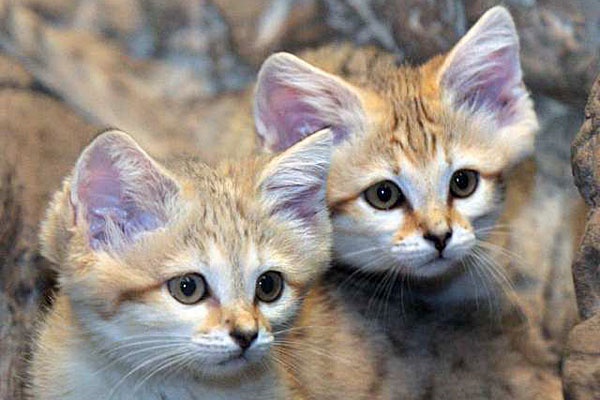 Today's feline stars: A showcase of adorable cats
