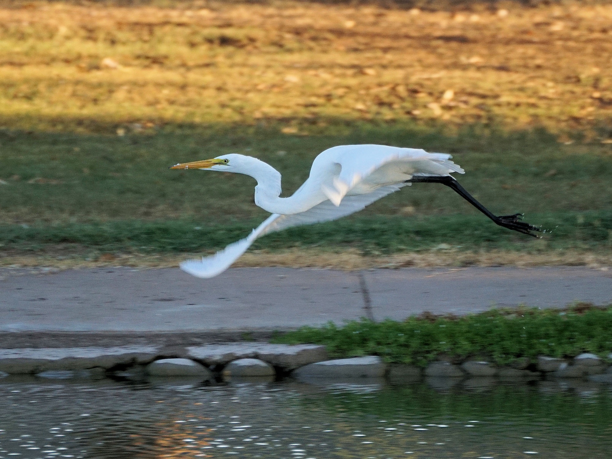 The Elegant Dance of the Heron and the Egret