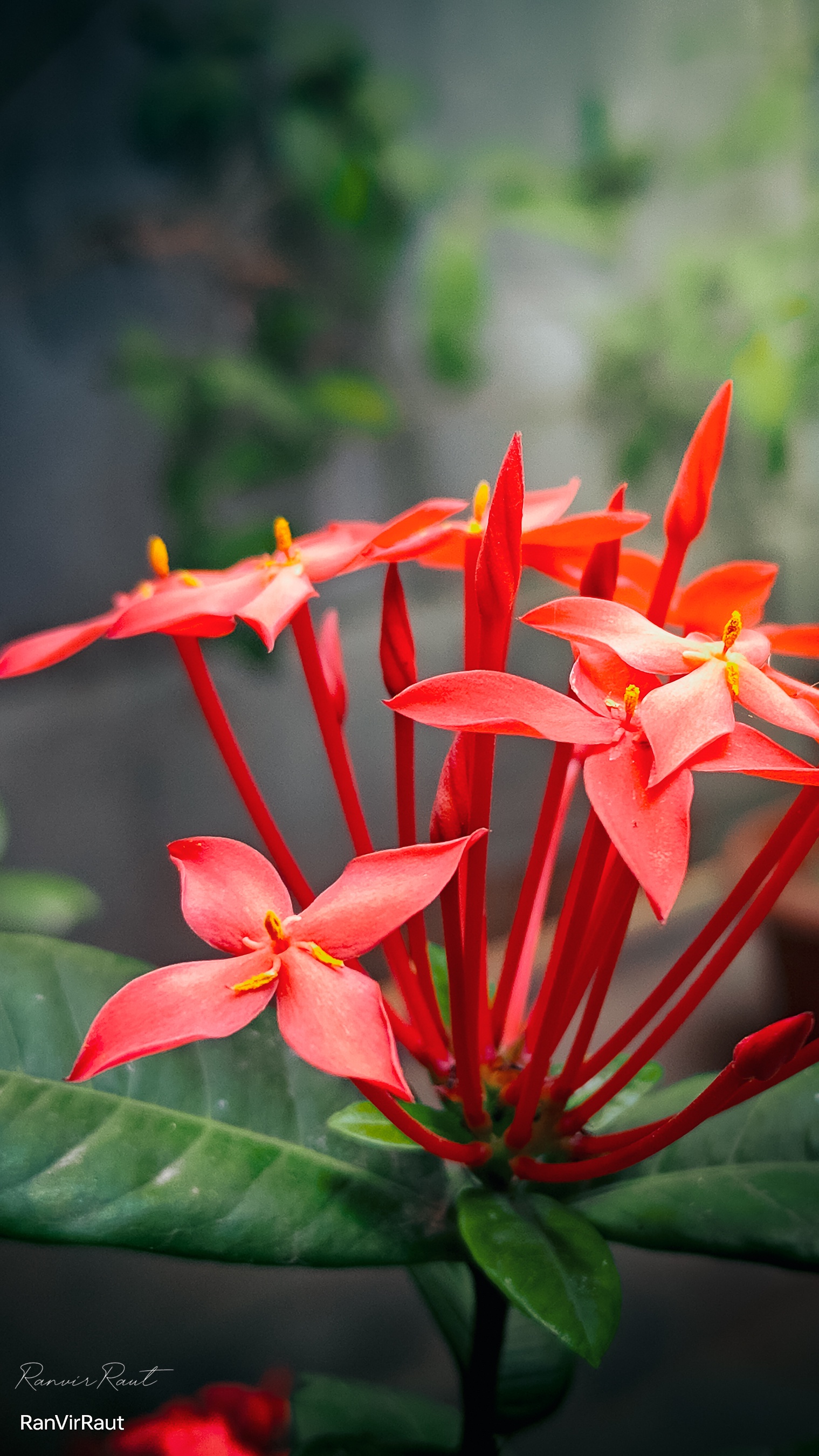 Beautiful Flower: Nature's Colorful Masterpiece