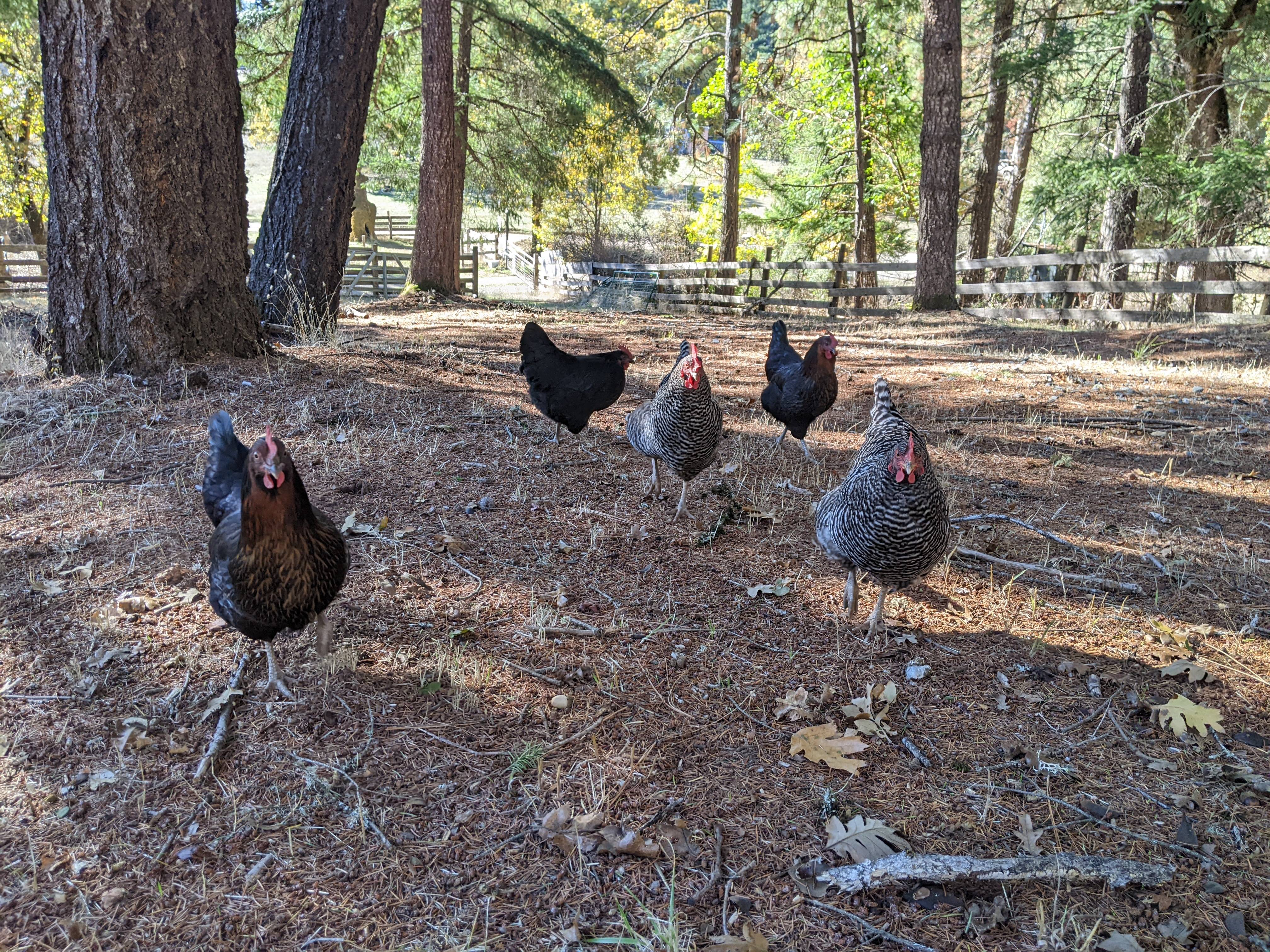 A Collection of My Adorable Animals to Distract from Life's Chaos