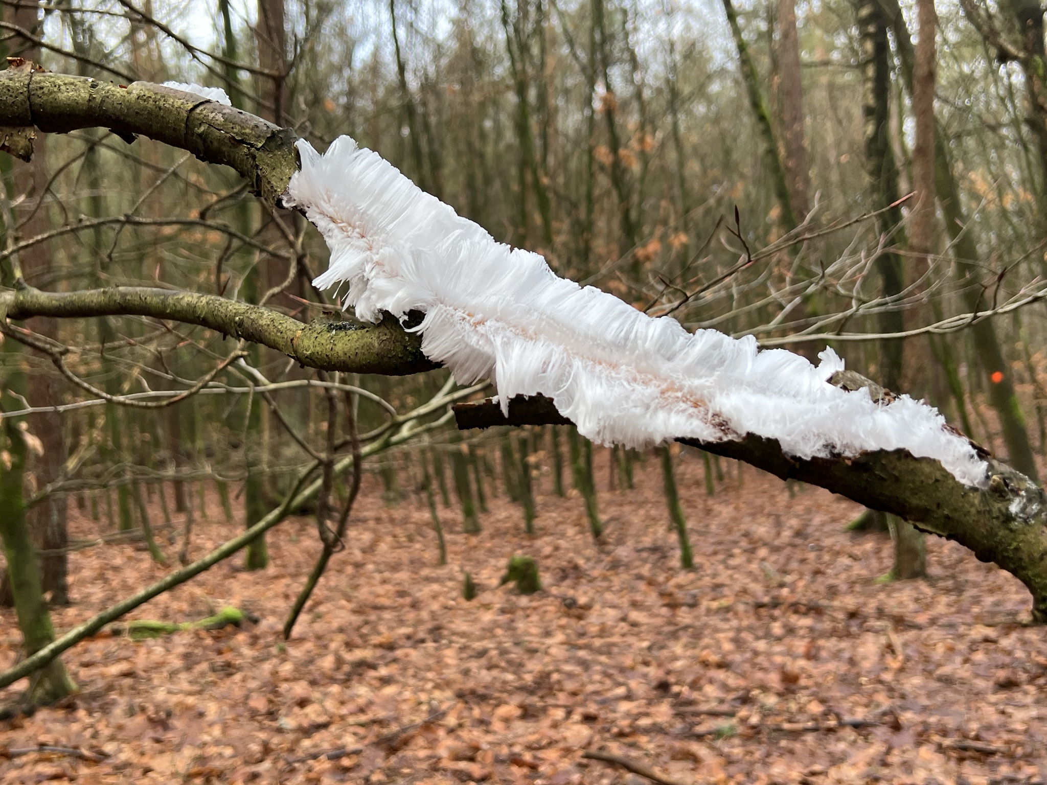 Are Those Ice-Like Hairs Growing from a Branch?