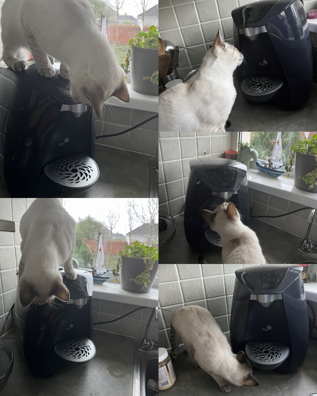 She figured out how to use the Virgin Pure water dispenser, but when I turned it off, she was baffled by the lack of water!