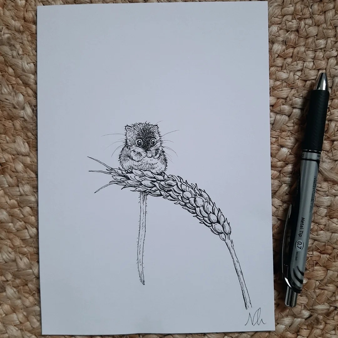 Check out my adorable field mouse drawing!