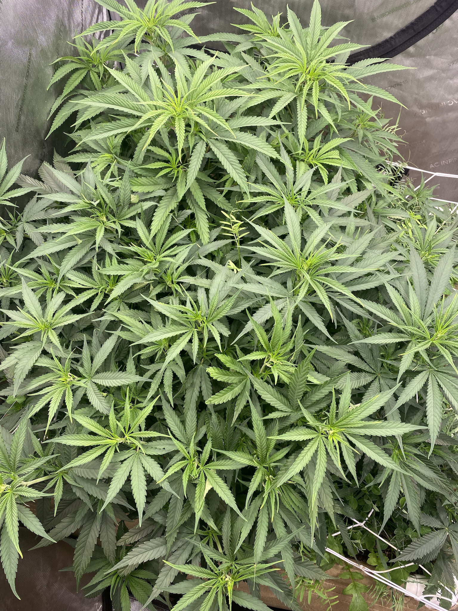 Getting Ready to Flip the Script