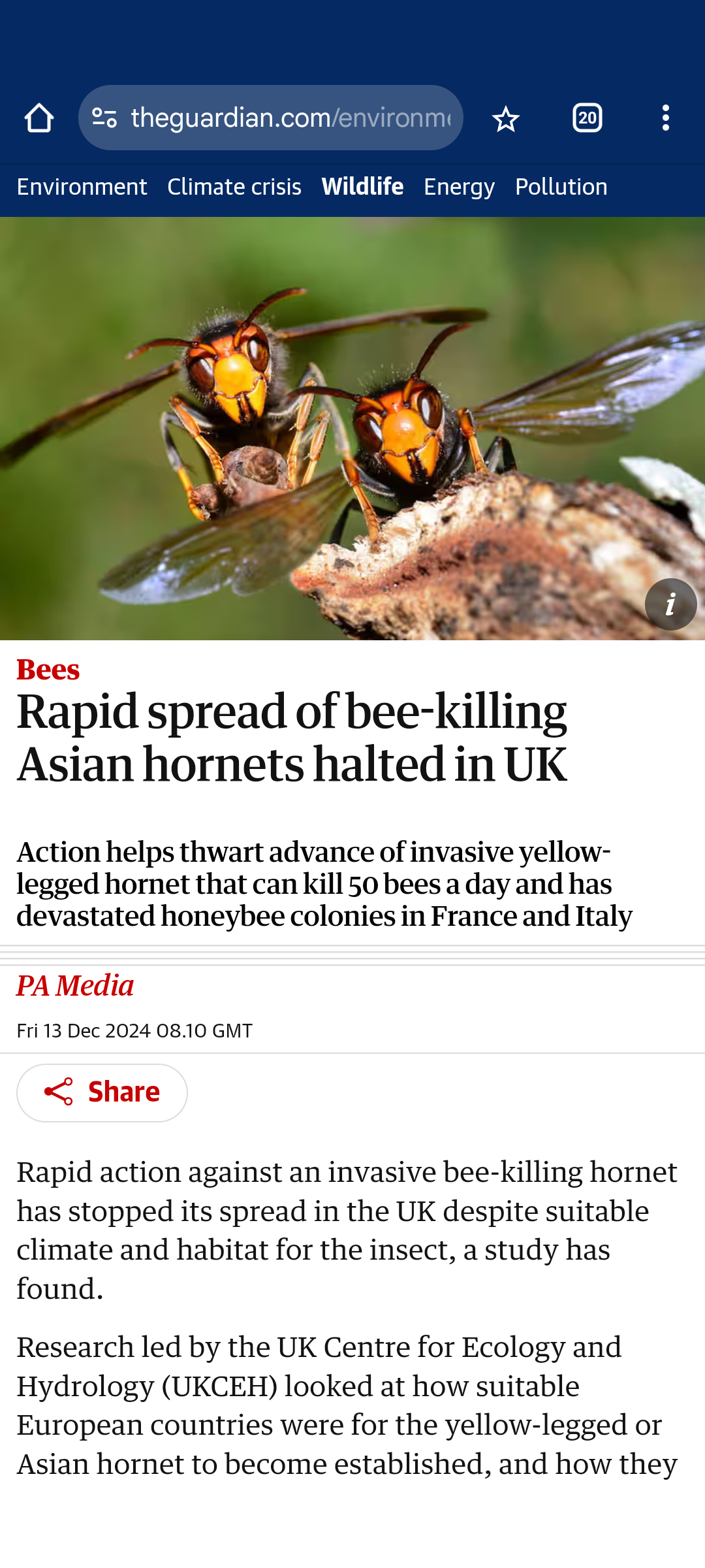 Forget the Hornets: A Bold Statement