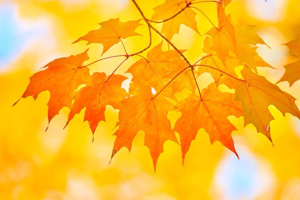 The Beauty of Autumn: A Collection of Leaves