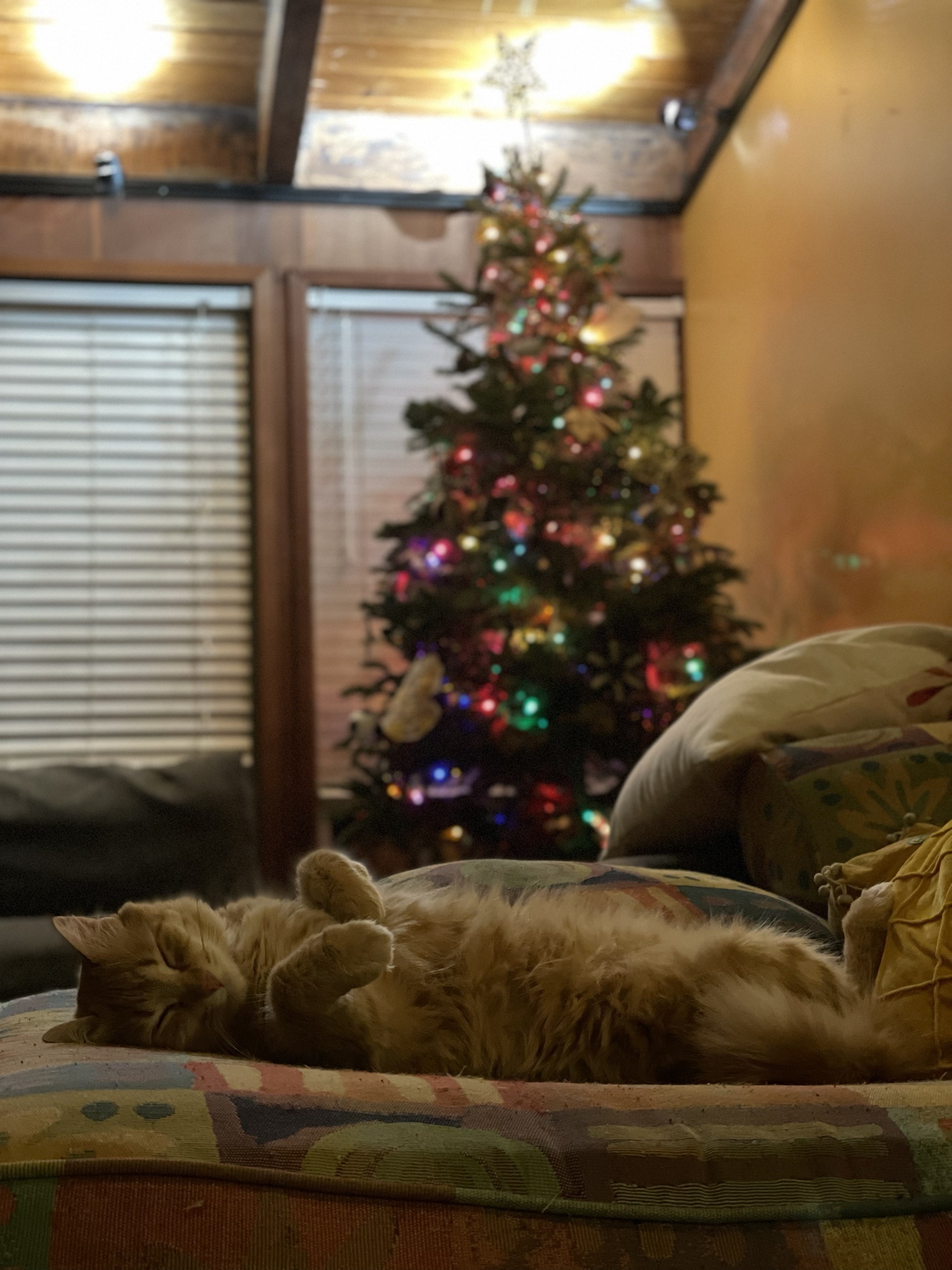 Wishing Everyone a Merry Christmas Eve! May Your December 24th Be Purrfect!