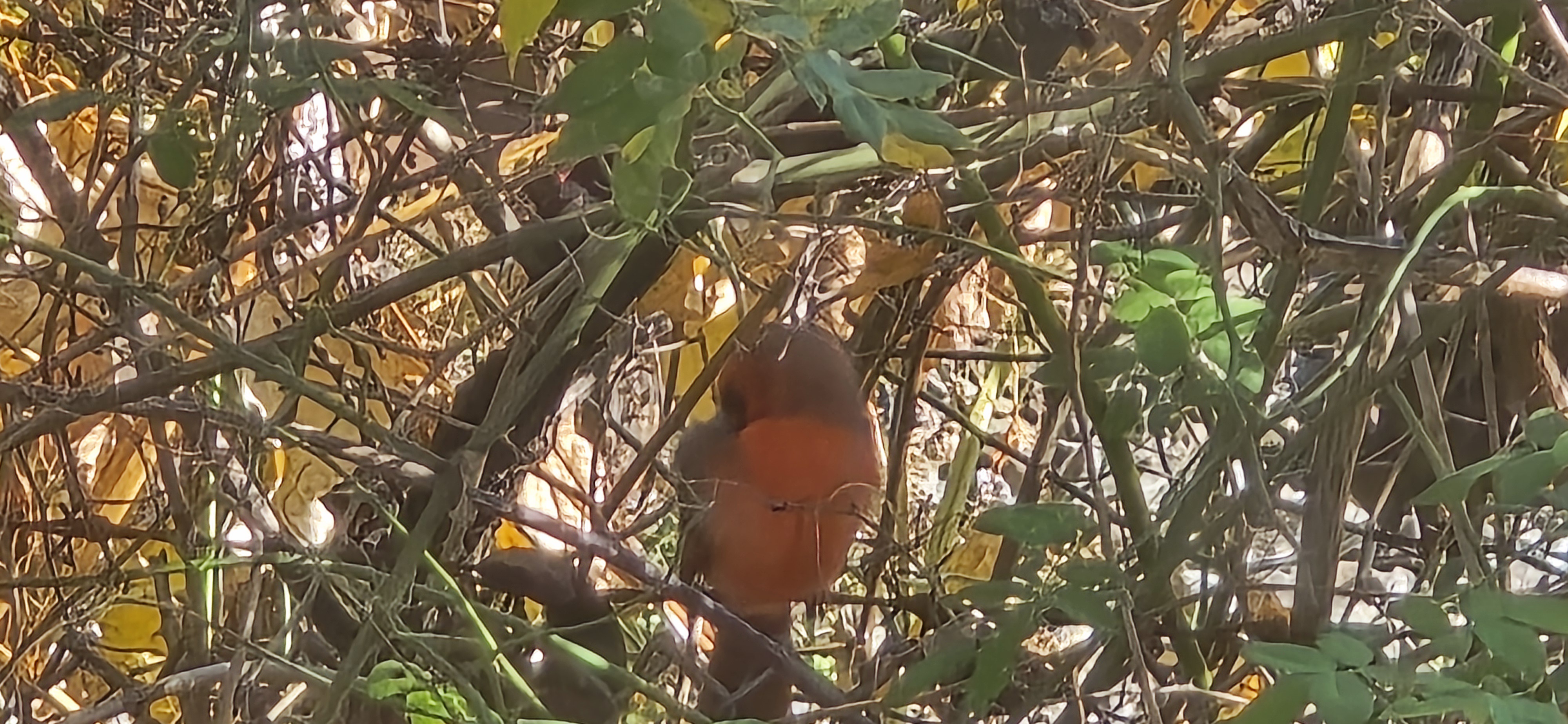 The Beauty of Nature Captured