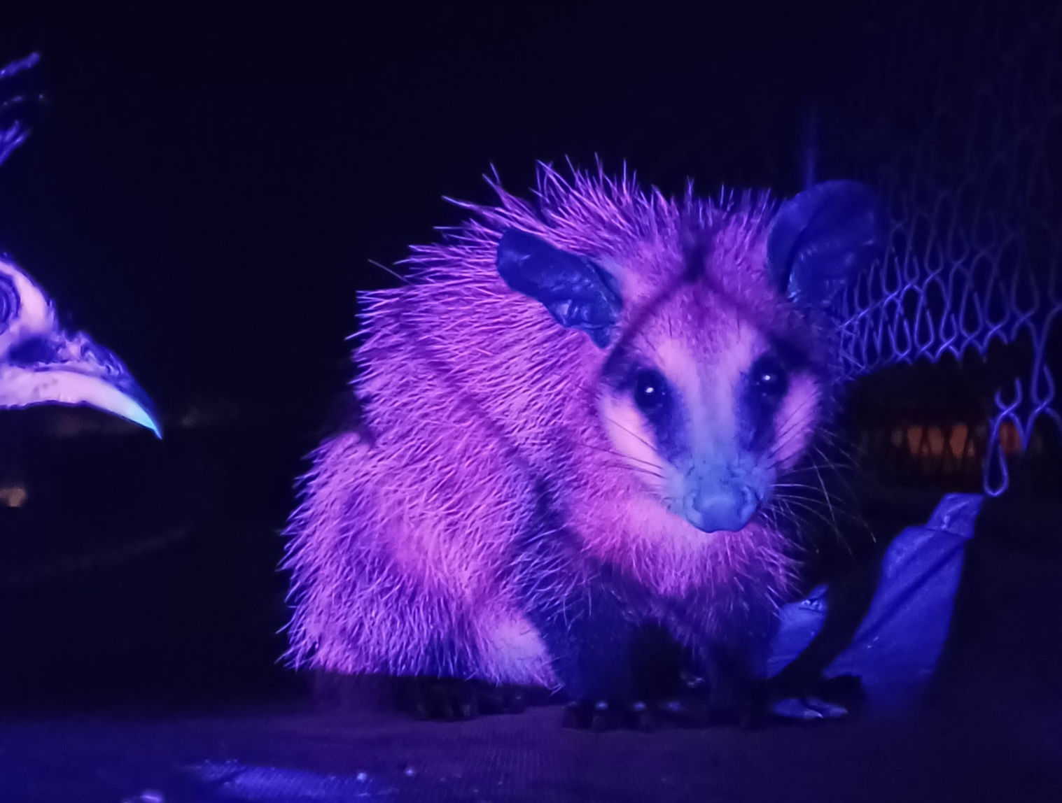 Did You Know? Opossums Glow Under Black Light!