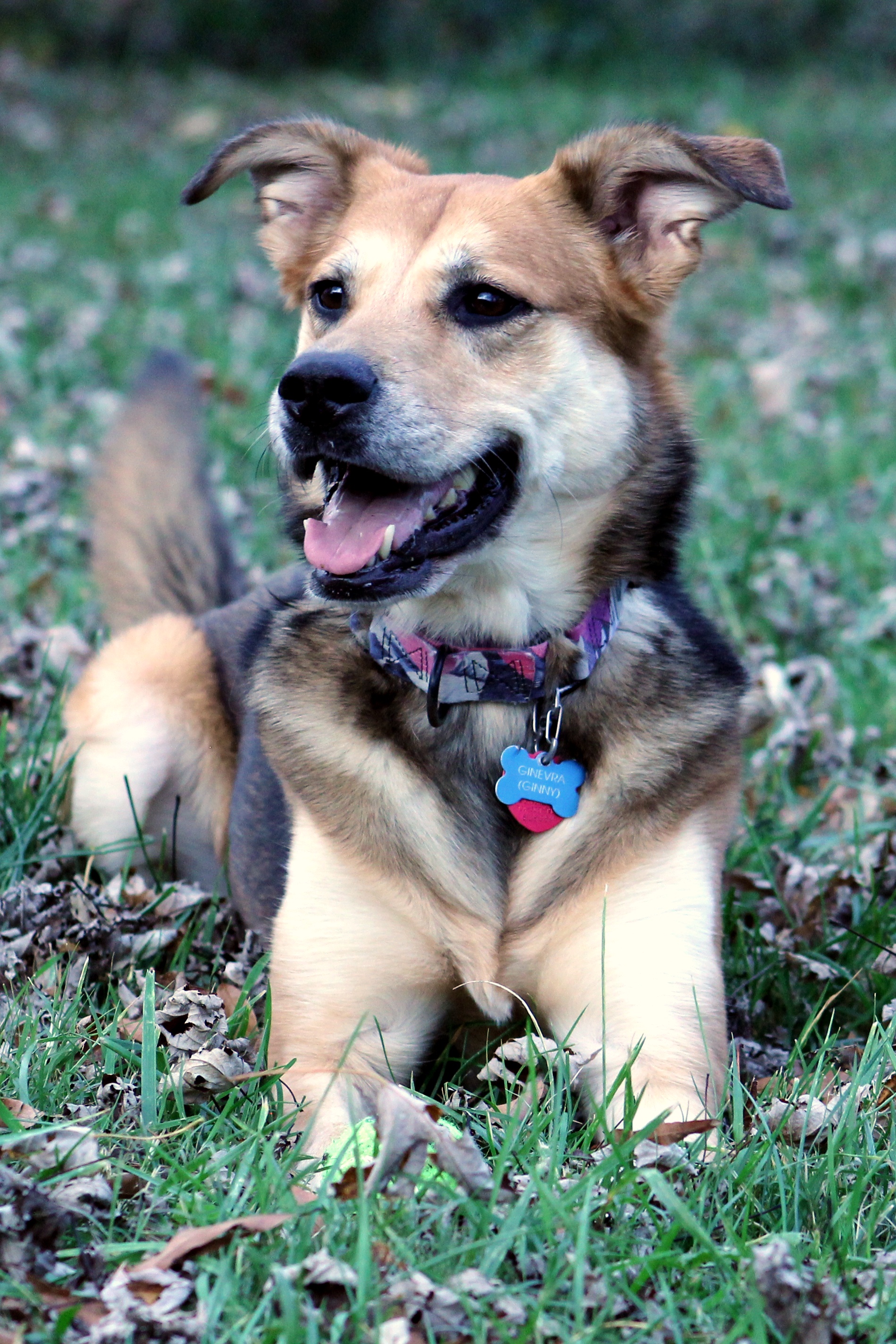 Exploring the Joys of Pet Photography: A New Hobby Adventure!