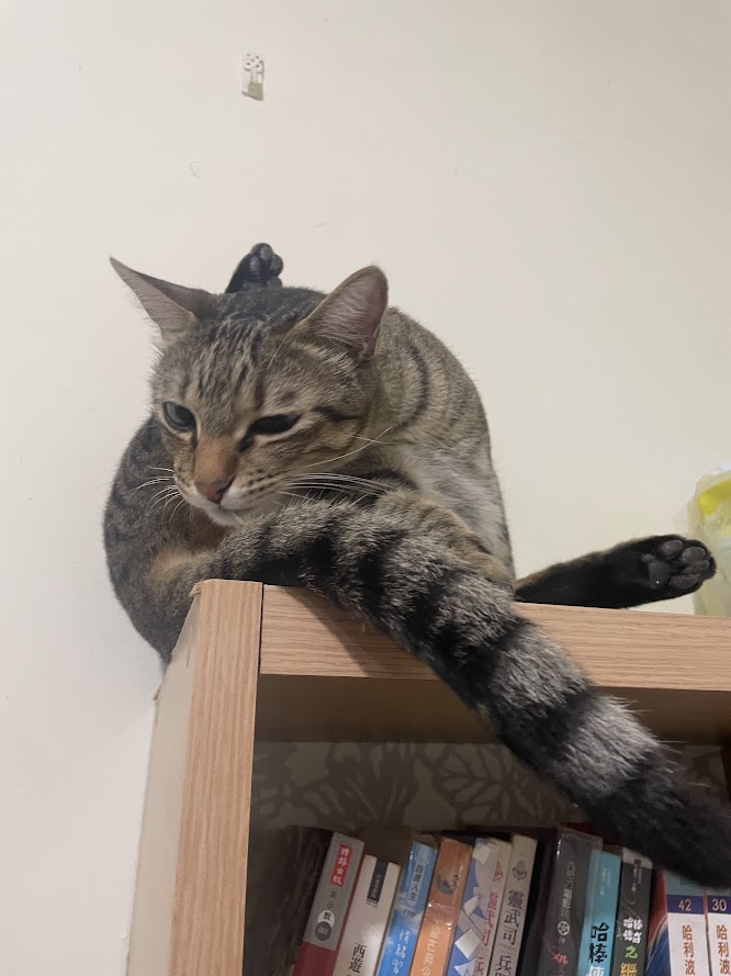Another Adorable Cat Moment