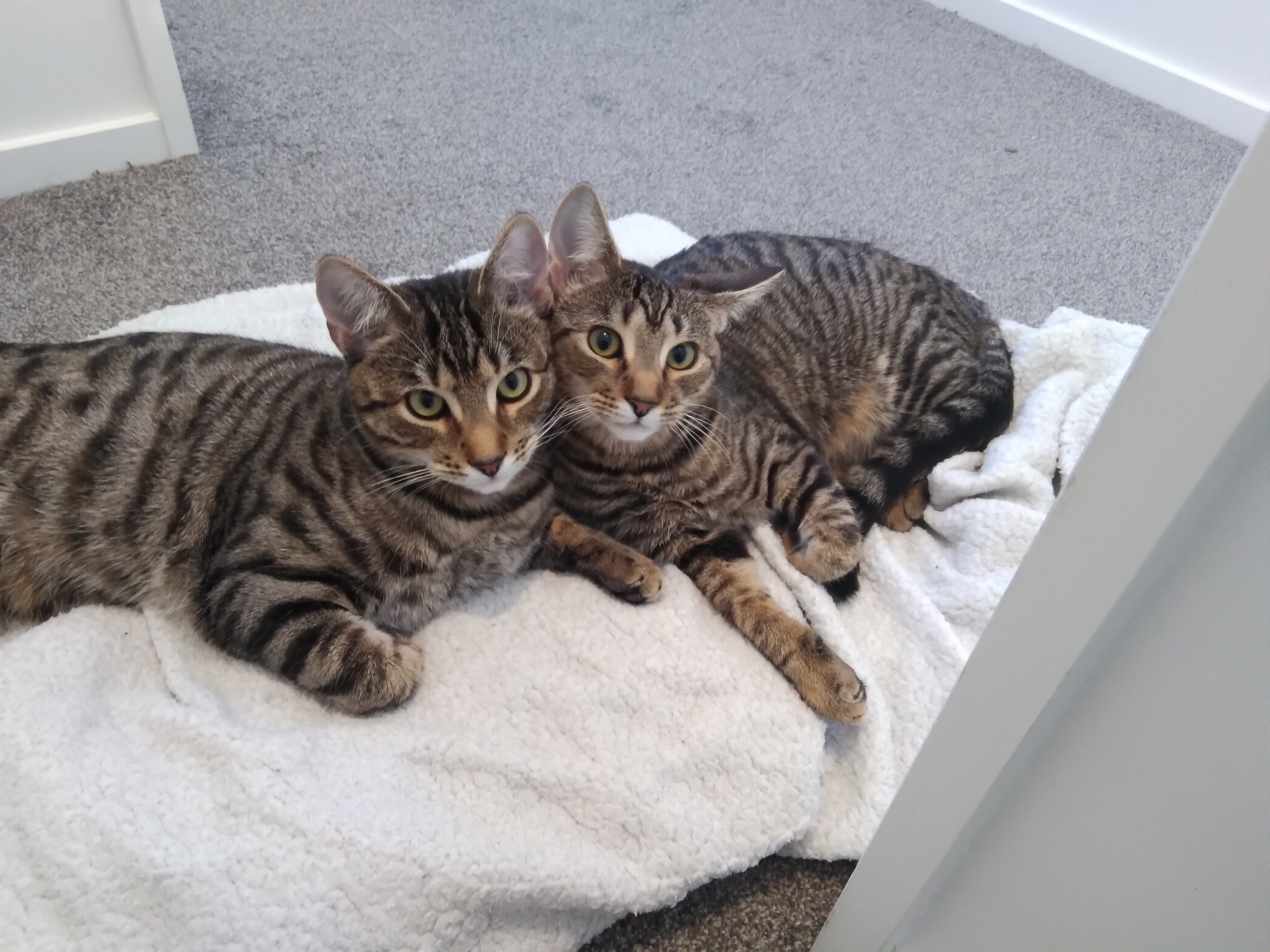 Remembering Trubby and His Beloved Sister Mischief, Forever in Our Hearts
