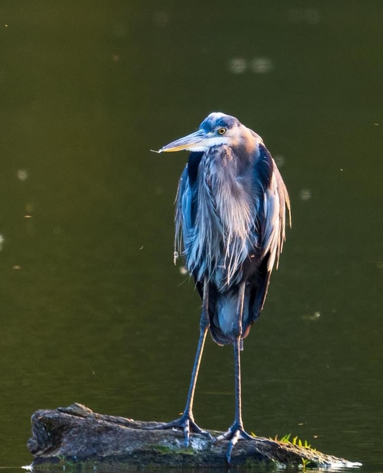Majestic Heron: Nature's Grace in Action