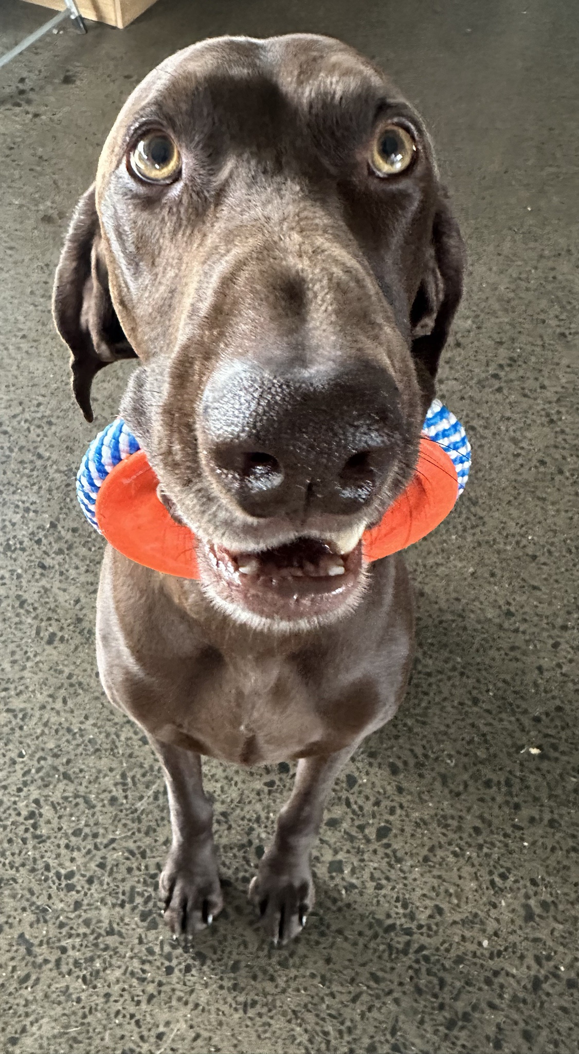 Rum: The Most Adorable Doggo Ever!