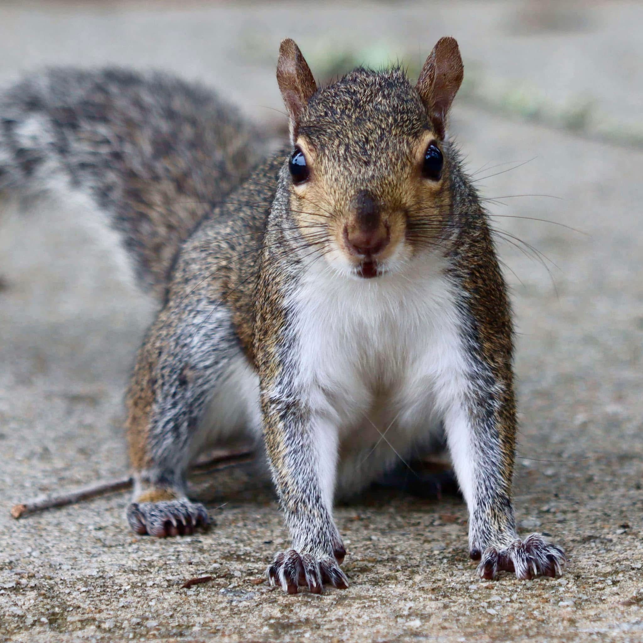 The Adorable Squirrel Chronicles