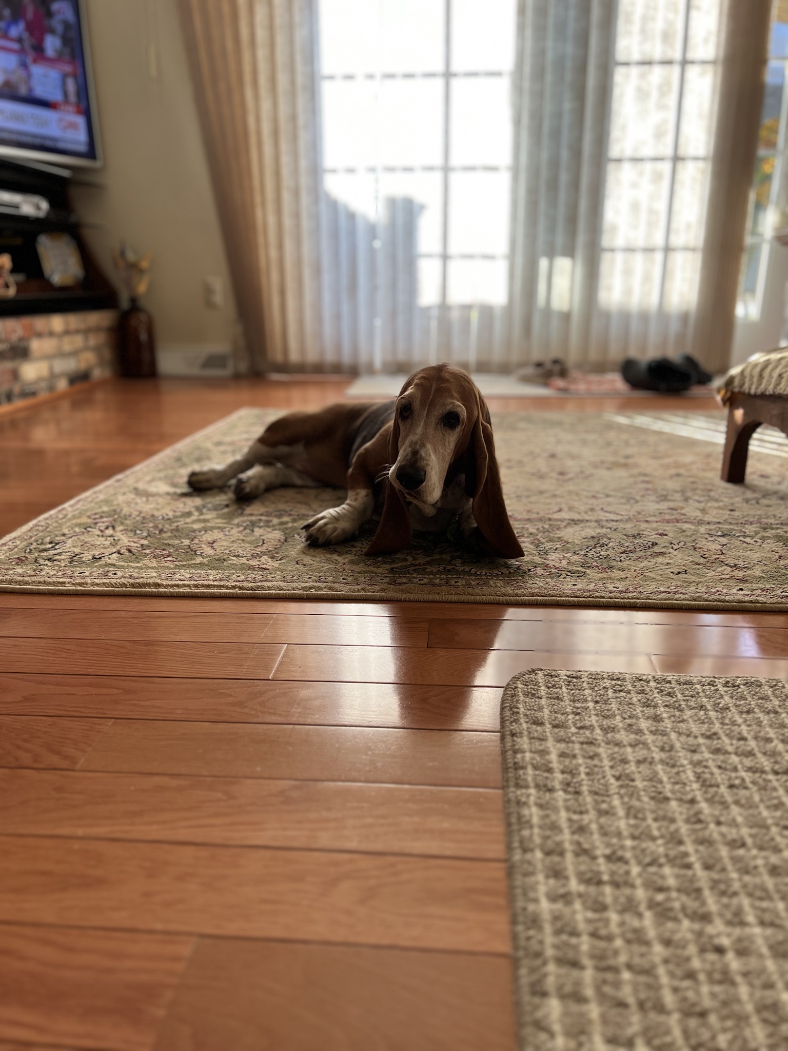 It's my cake day! Celebrating 11 years here with memes featuring Stella the adorable basset hound.