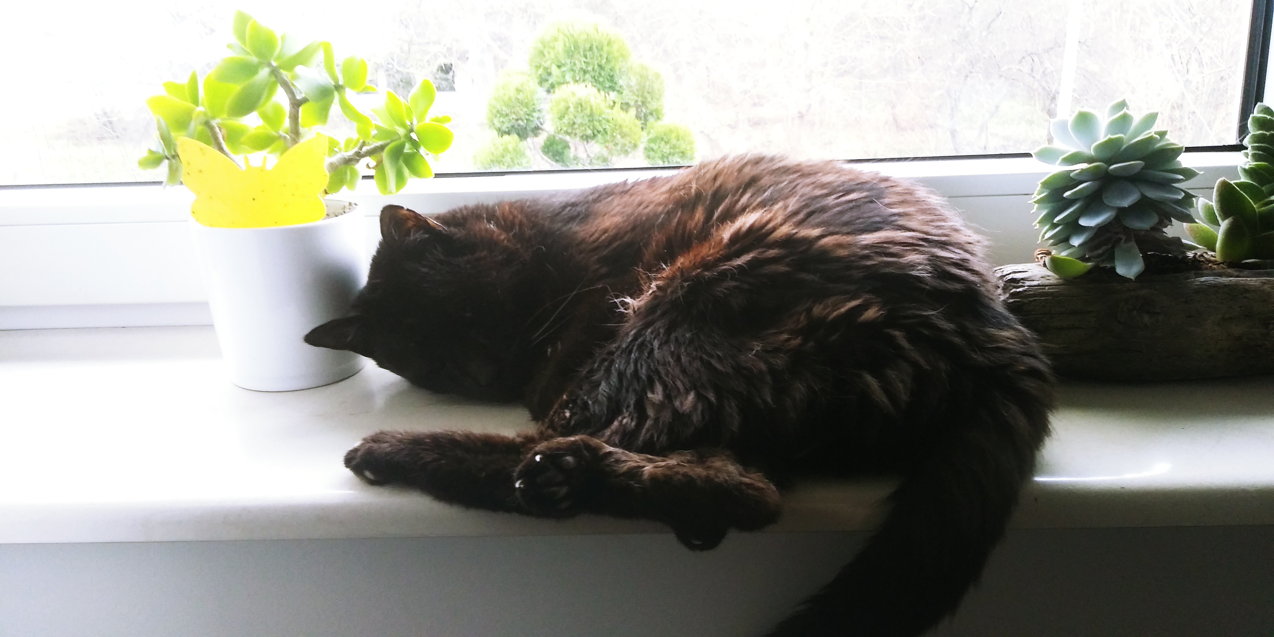 Adorable Black Kitty Napping on the Windowsill