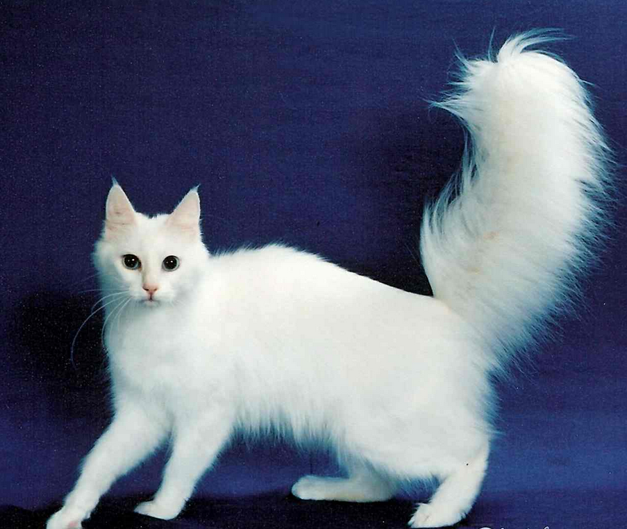 Meet Today's Adorable Cat Star