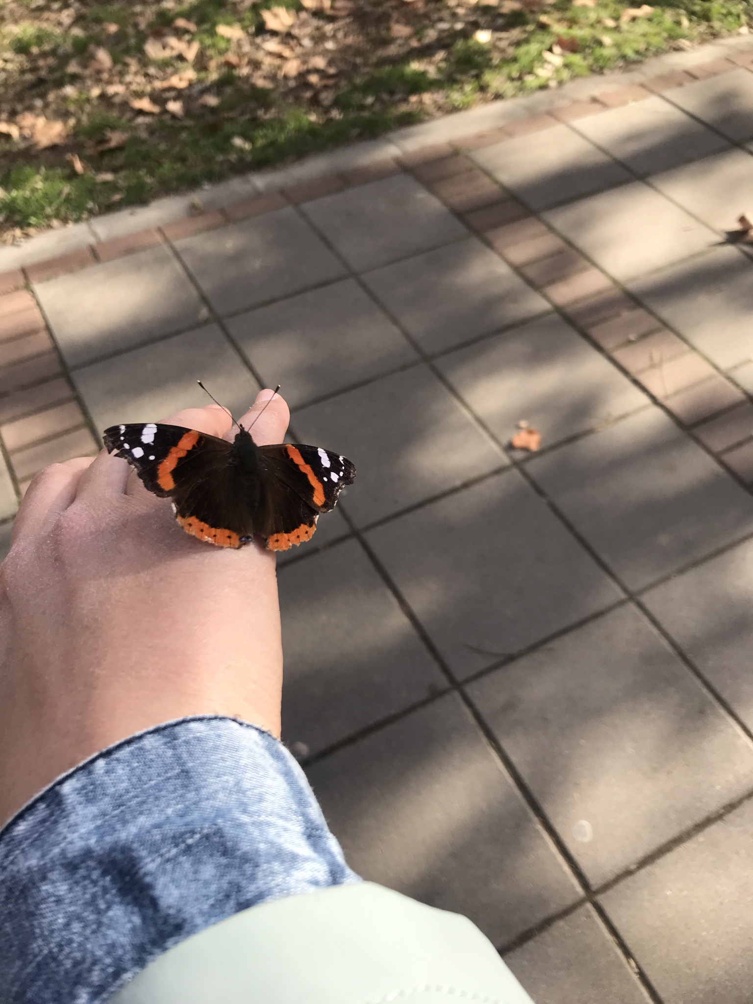 A Butterfly Spotted in January: Nature's Surprises