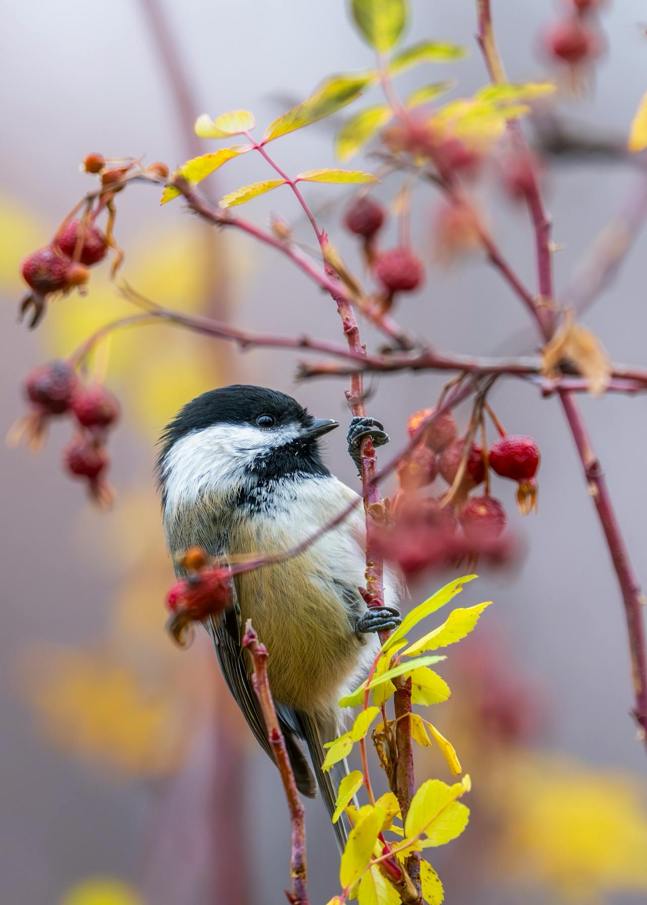 Chickadee Unfazed by the Camera's Presence