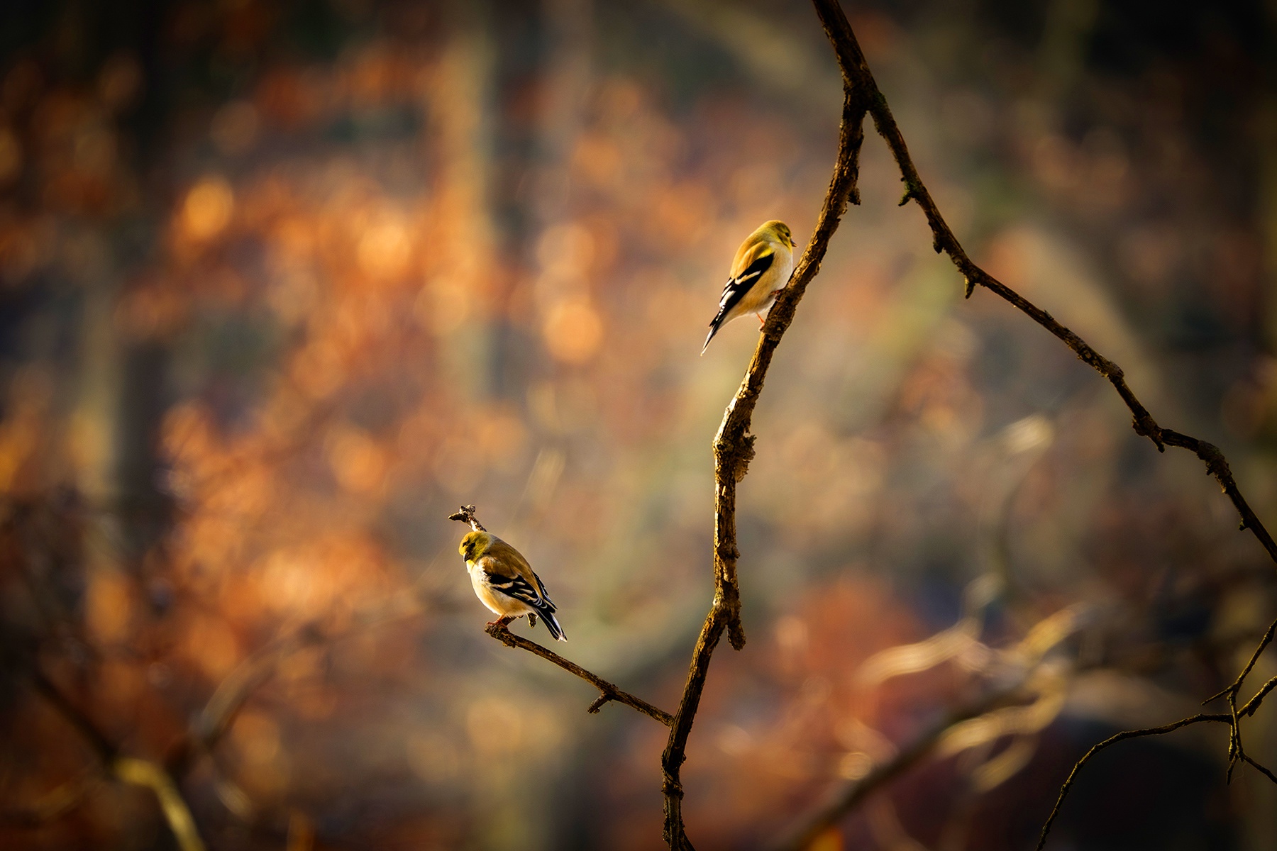 A Charming Encounter: The Double Finch Duo