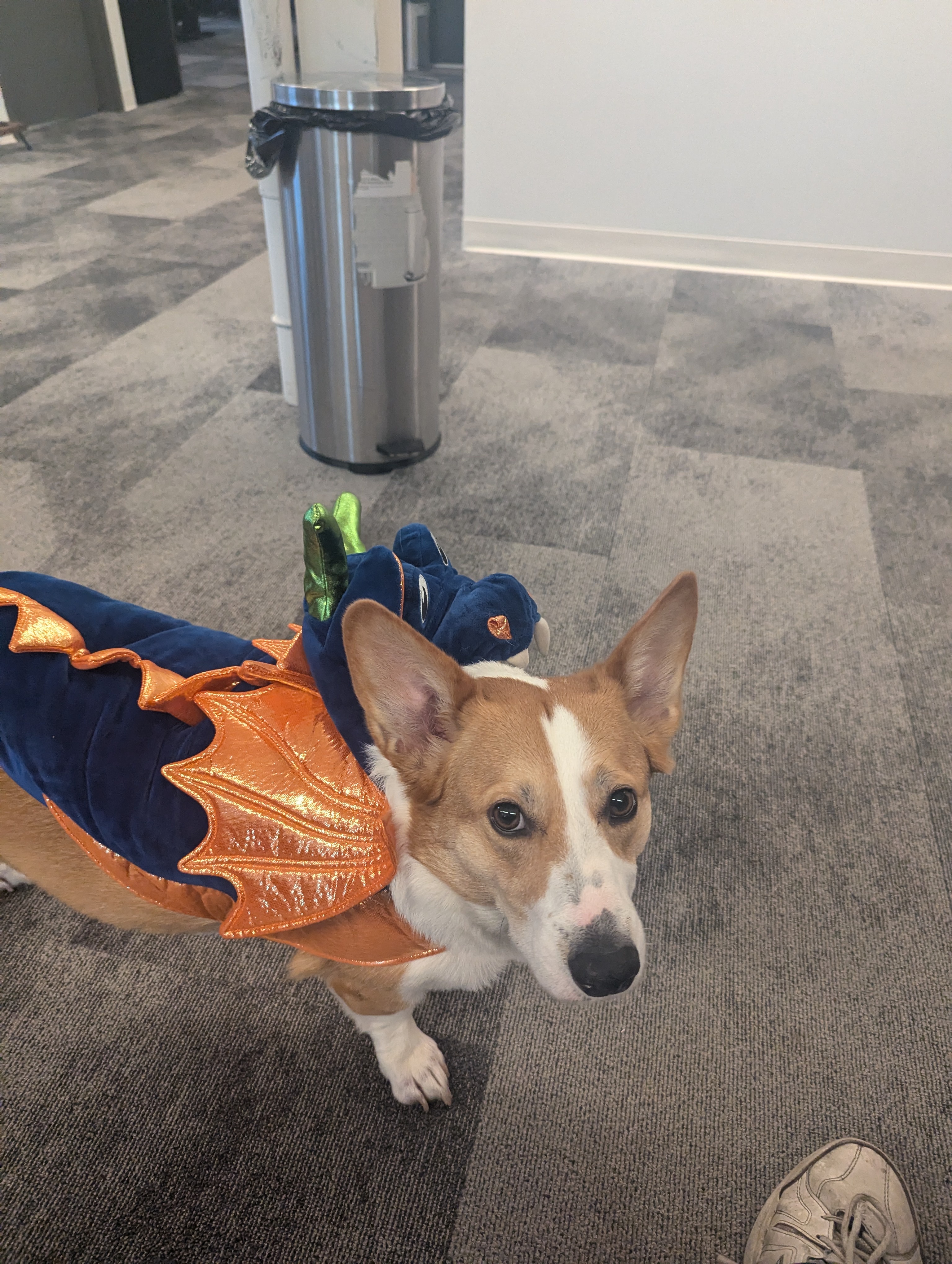 Our Chief Borking Officer Dressed as a Dragon Yesterday!