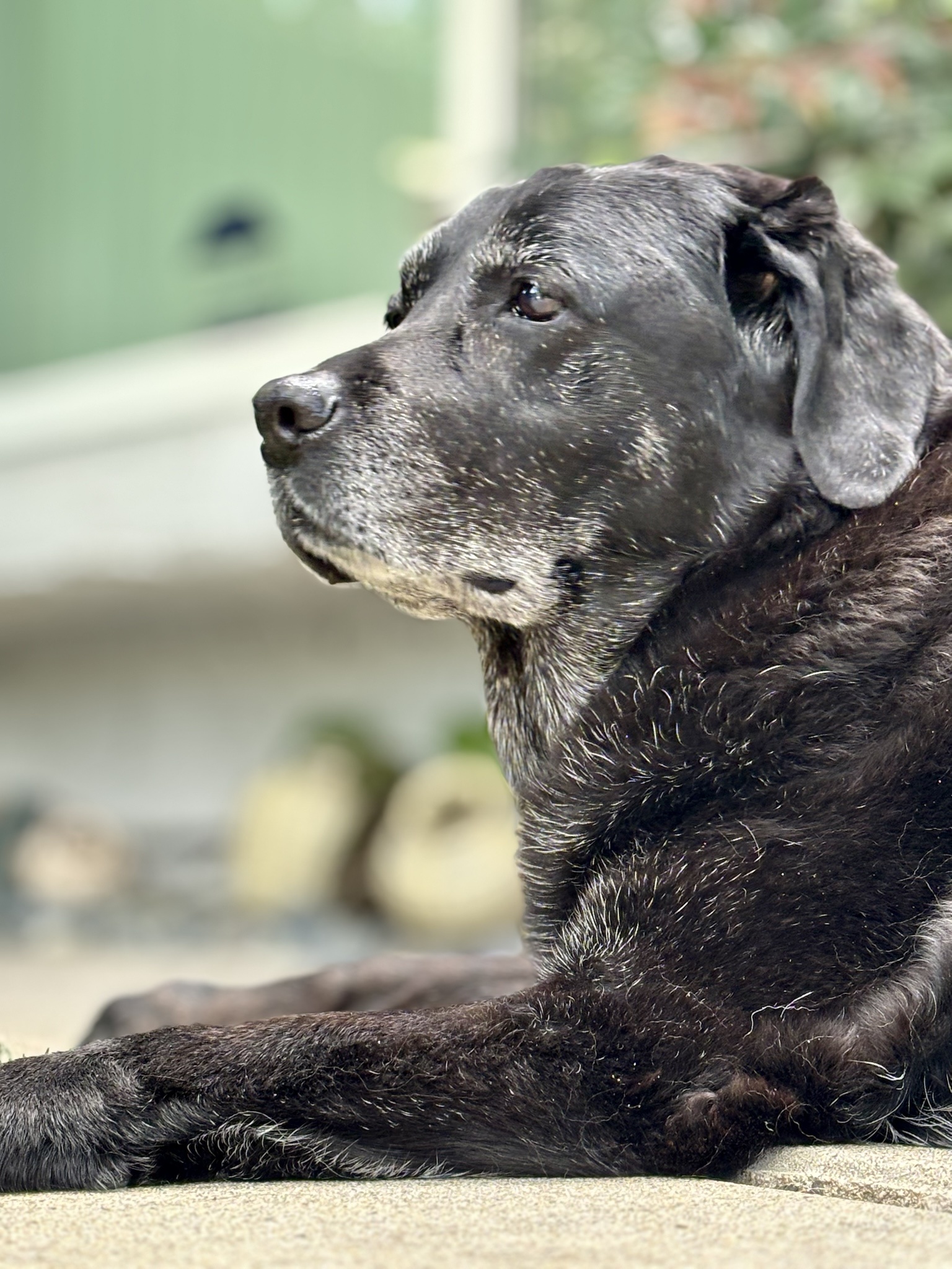 A Heartwarming Farewell: Sweet Girl Crosses the Rainbow Bridge