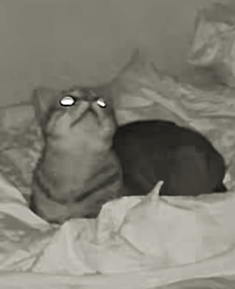 A Mysterious Feline in the Shadows