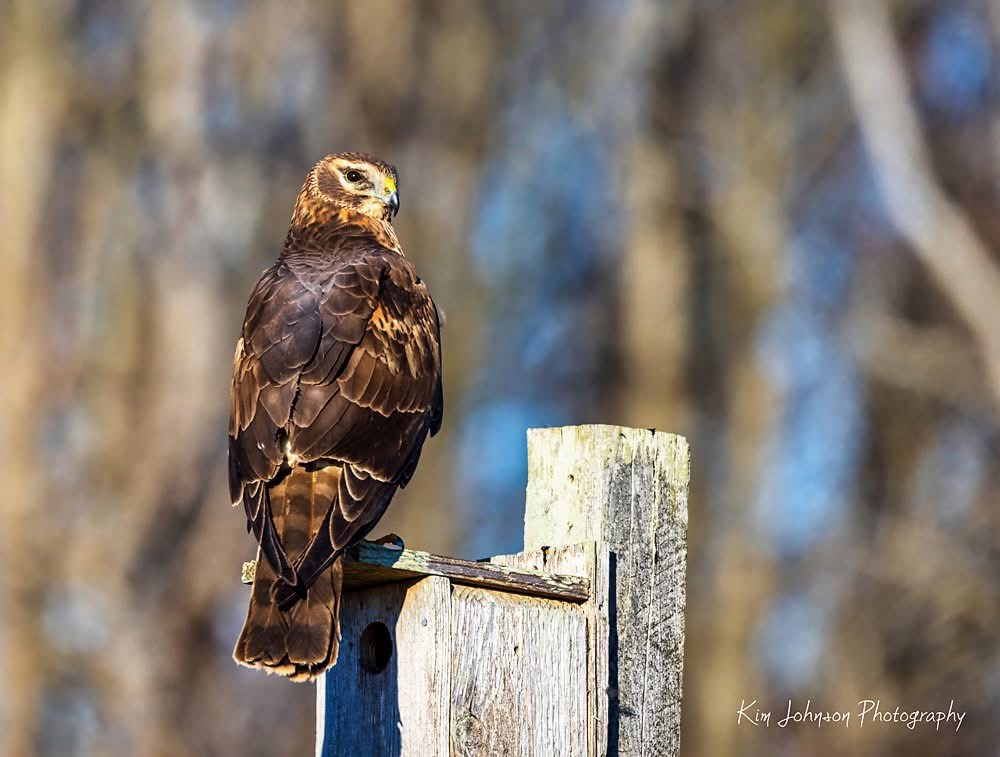 Meet the Majestic Northern Harrier