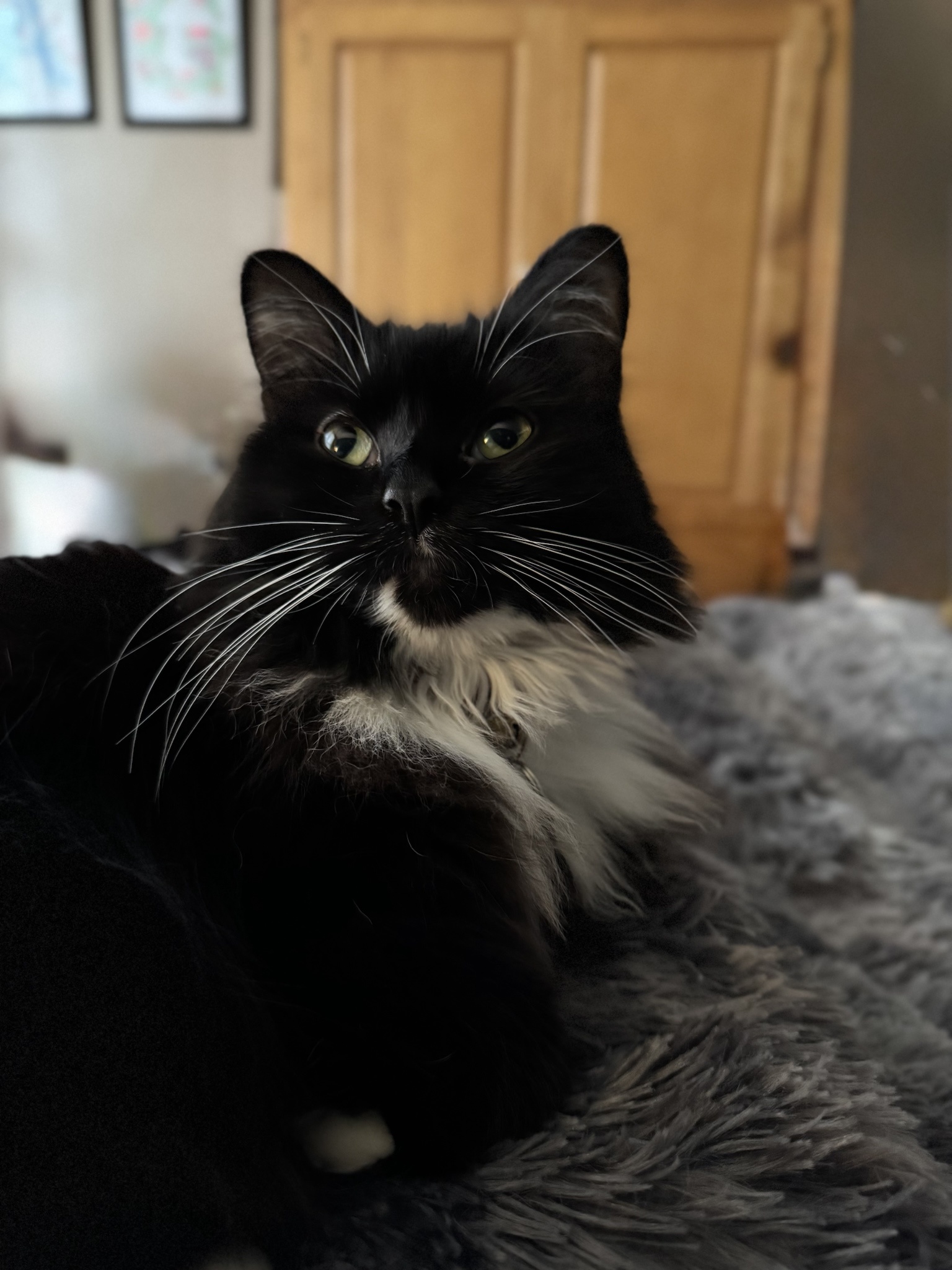 Whiskers That Steal the Show