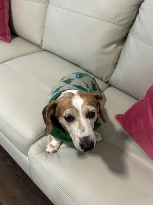 Molly: A Name with Stories to Tell