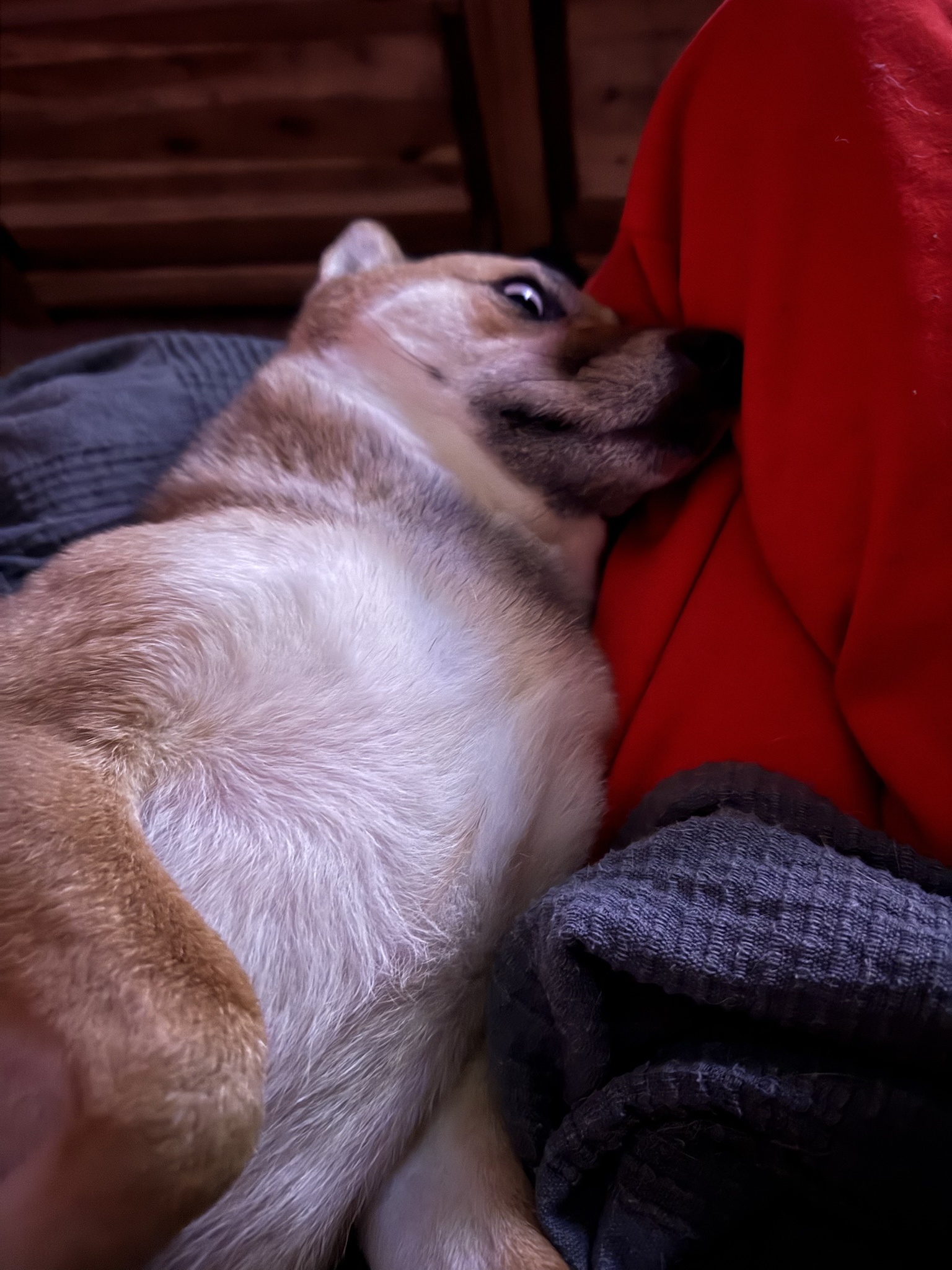 Snuggling Up with My Adorable Shiba Inu