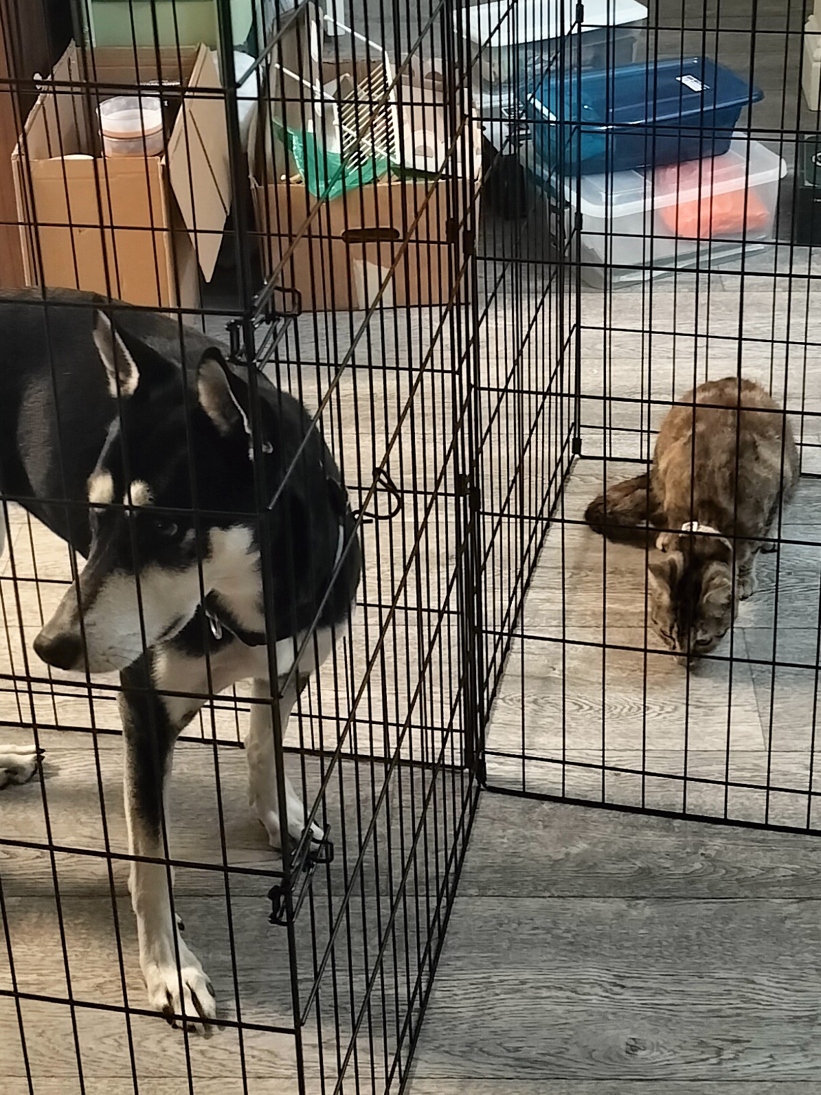 It's time for some Catdog tax!